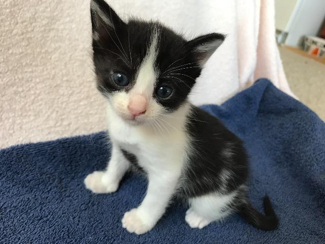 Enlarge Mei, a Adopted mixed breed in Cambria, CA image 6/6