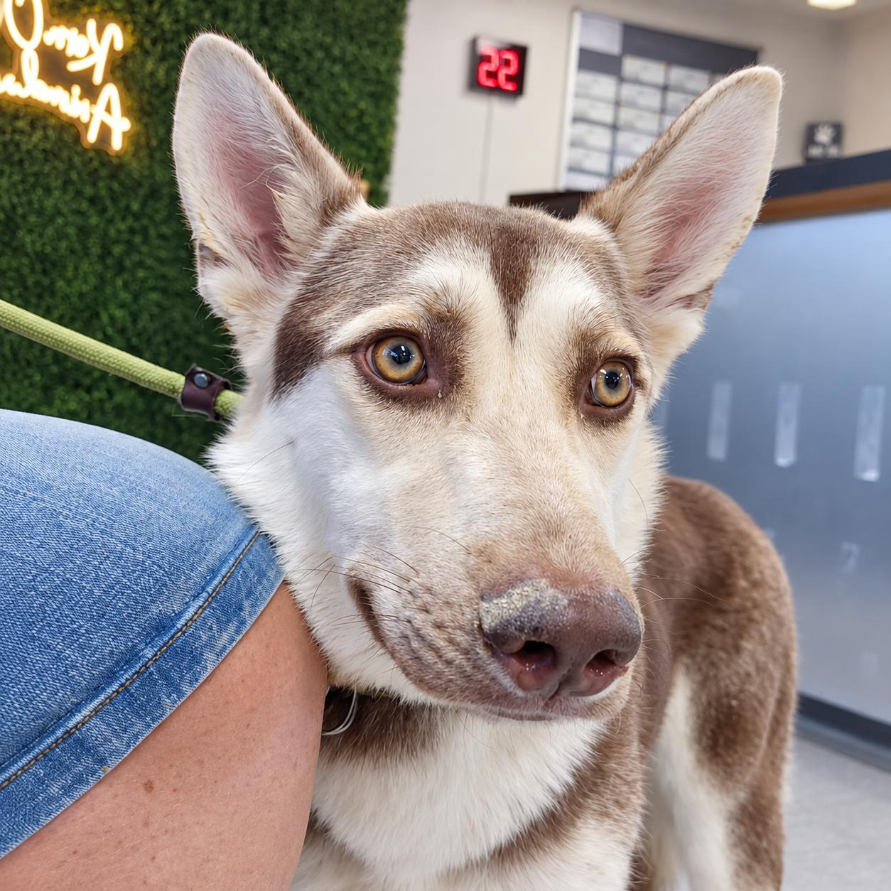 Enlarge Josie, a Adoptable mixed breed in Cottonwood Heights, UT image 1/3
