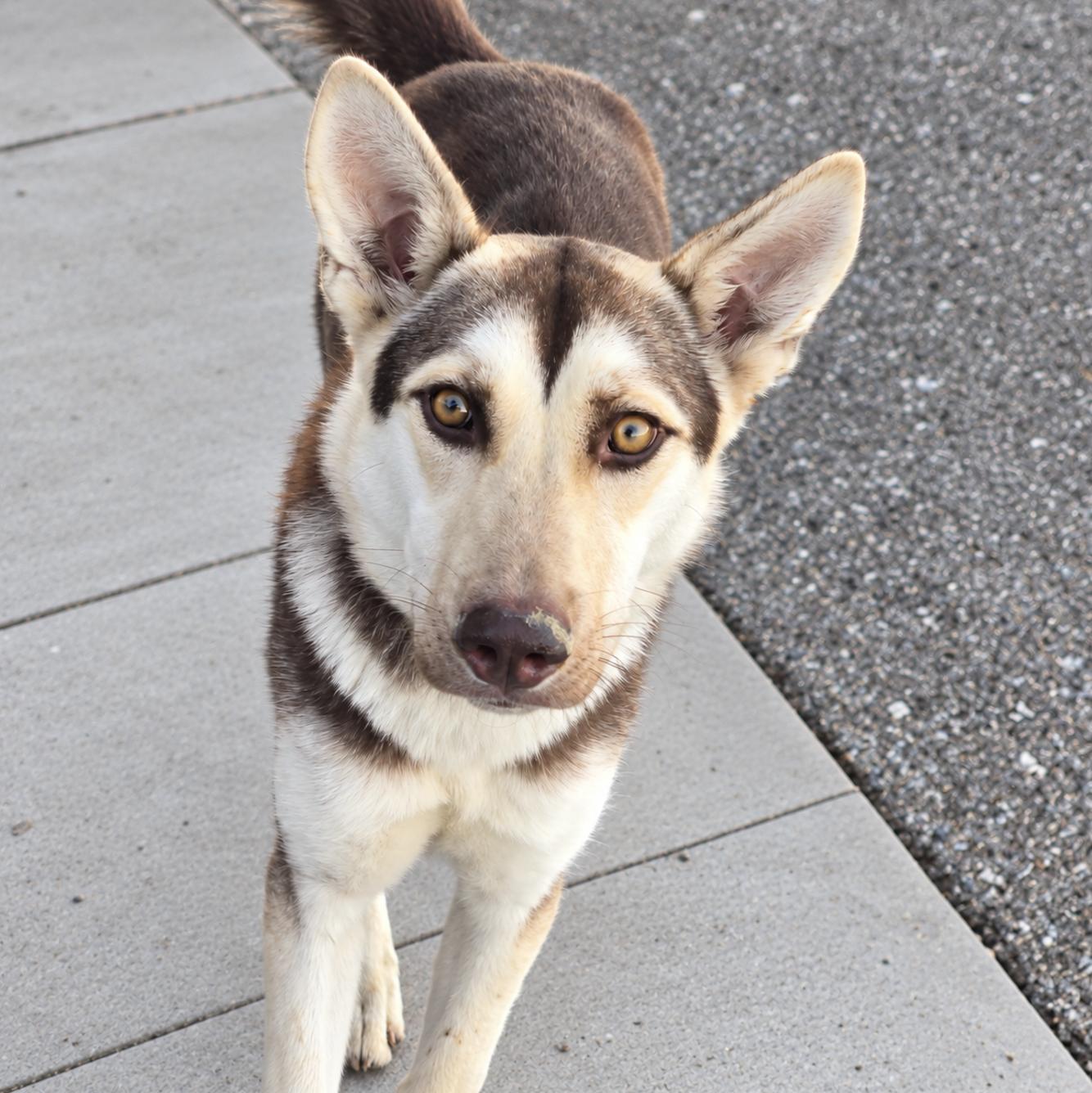 Enlarge Josie, a Adoptable mixed breed in Cottonwood Heights, UT image 2/3