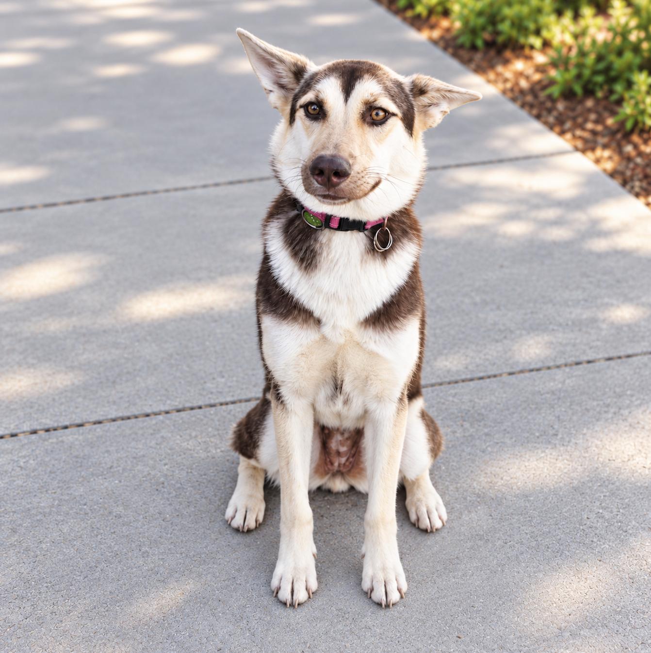 Enlarge Josie, a Adoptable mixed breed in Cottonwood Heights, UT image 3/3