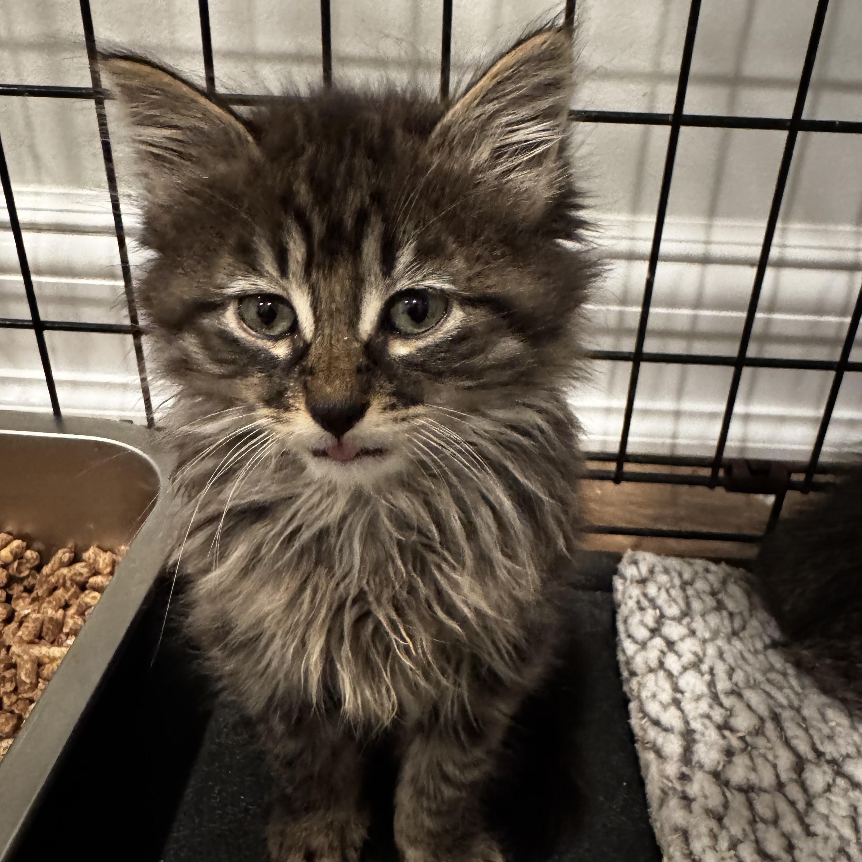 Mack, a Adoptable mixed breed in Moriches, NY image 2/4