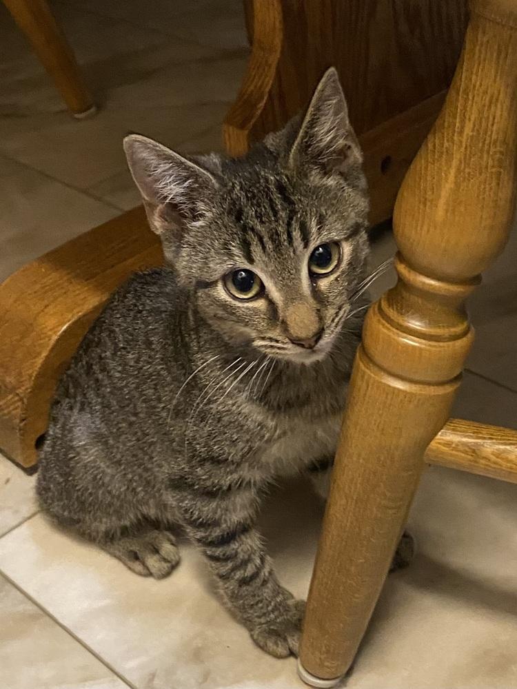 Sonny Bono, a Adoptable mixed breed in Warren, CT image 6/6