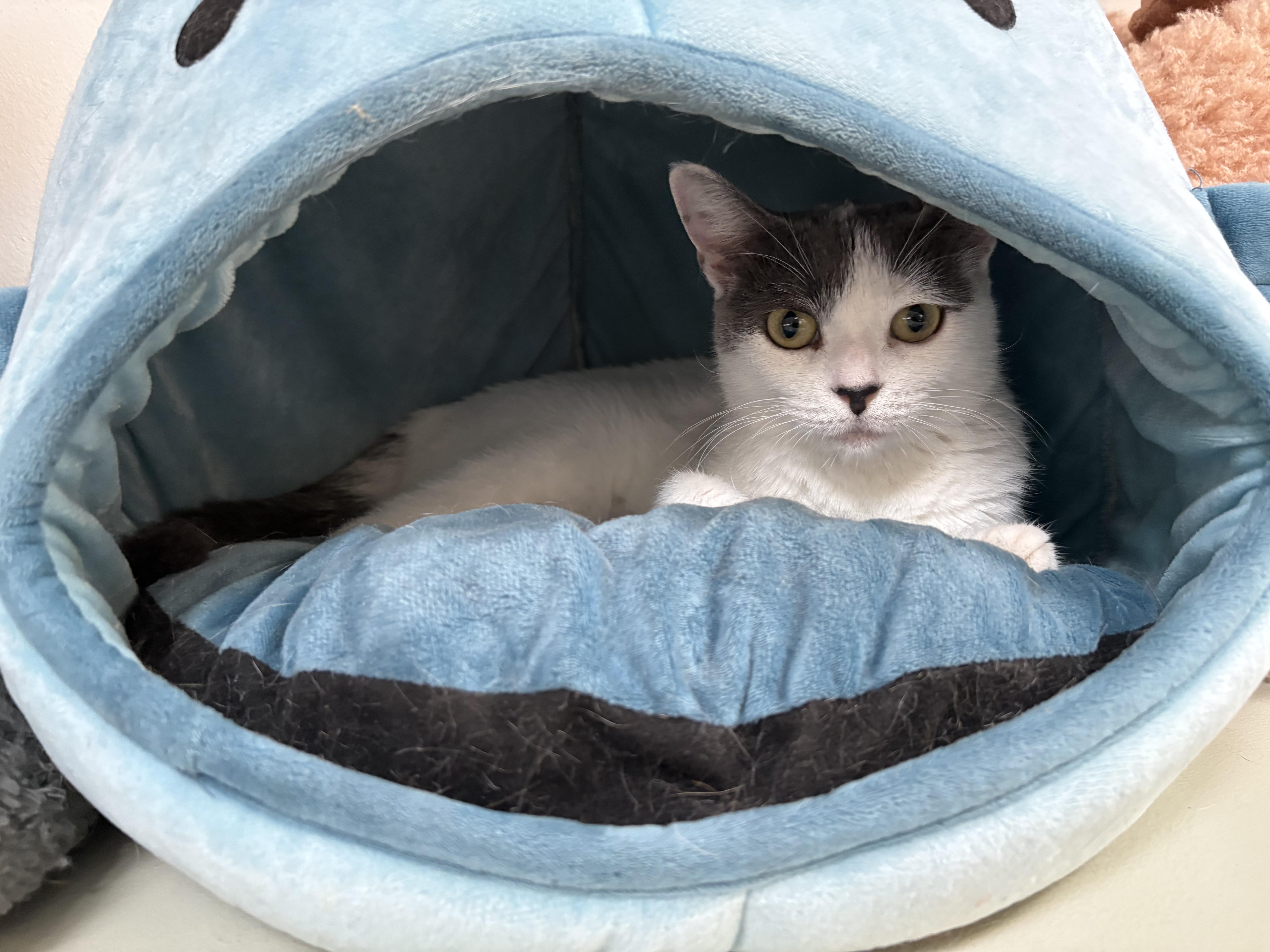 Enlarge PEBBLES - ADOPTION PENDING, a Adoptable Domestic Short Hair in Hamilton, NJ image 2/4