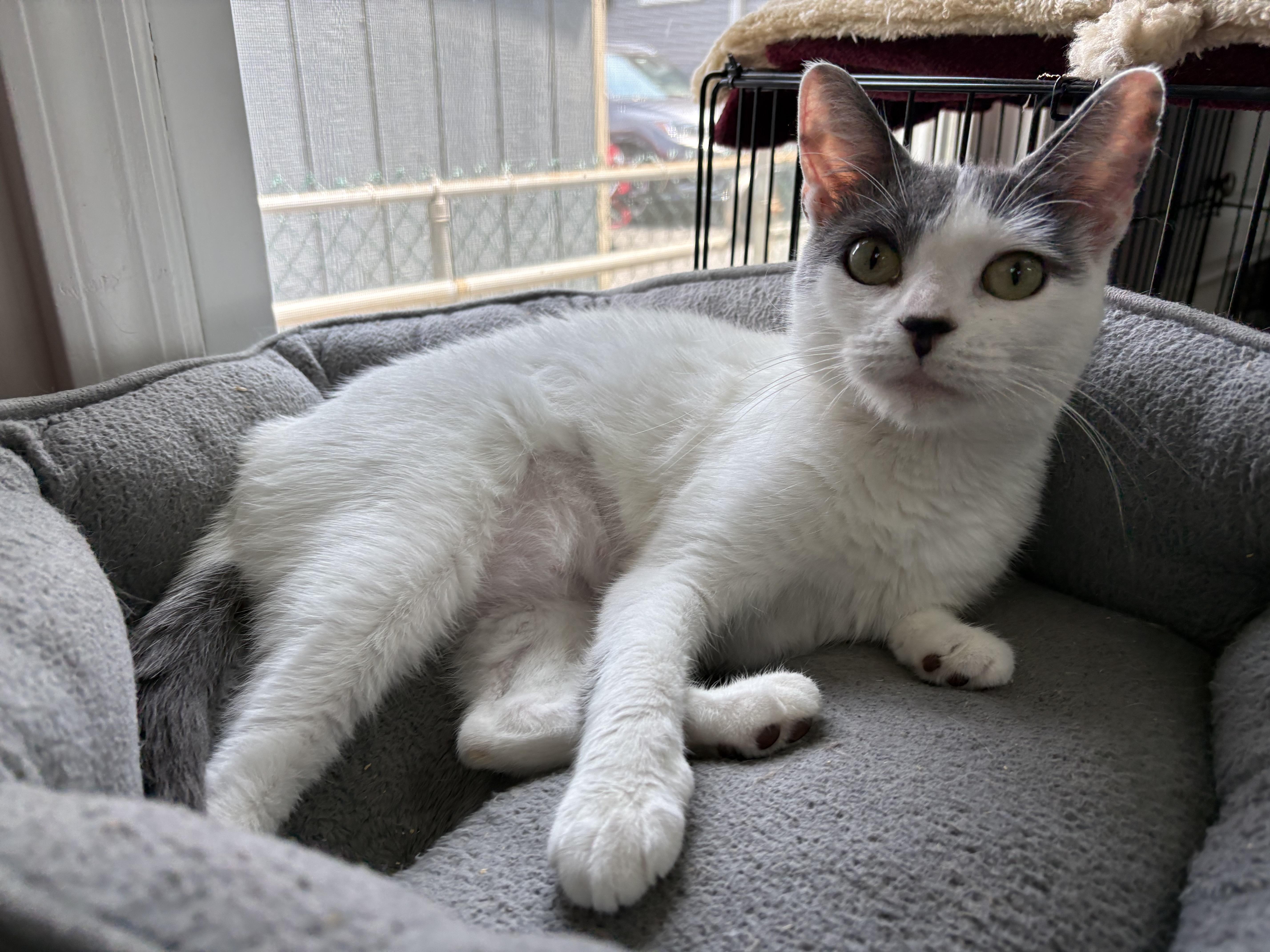 Enlarge PEBBLES - ADOPTION PENDING, a Adoptable Domestic Short Hair in Hamilton, NJ image 1/4