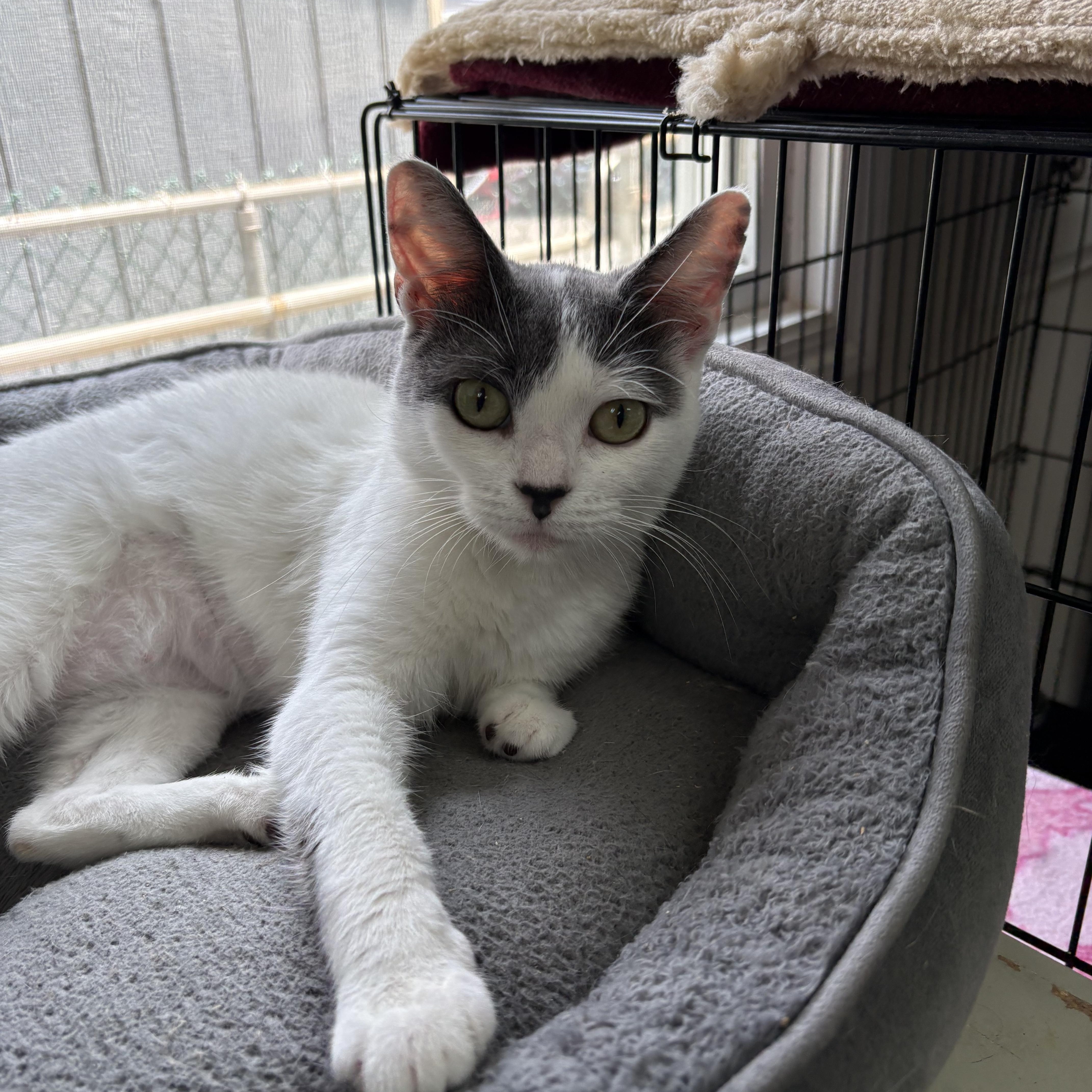 Enlarge PEBBLES - ADOPTION PENDING, a Adoptable Domestic Short Hair in Hamilton, NJ image 3/4