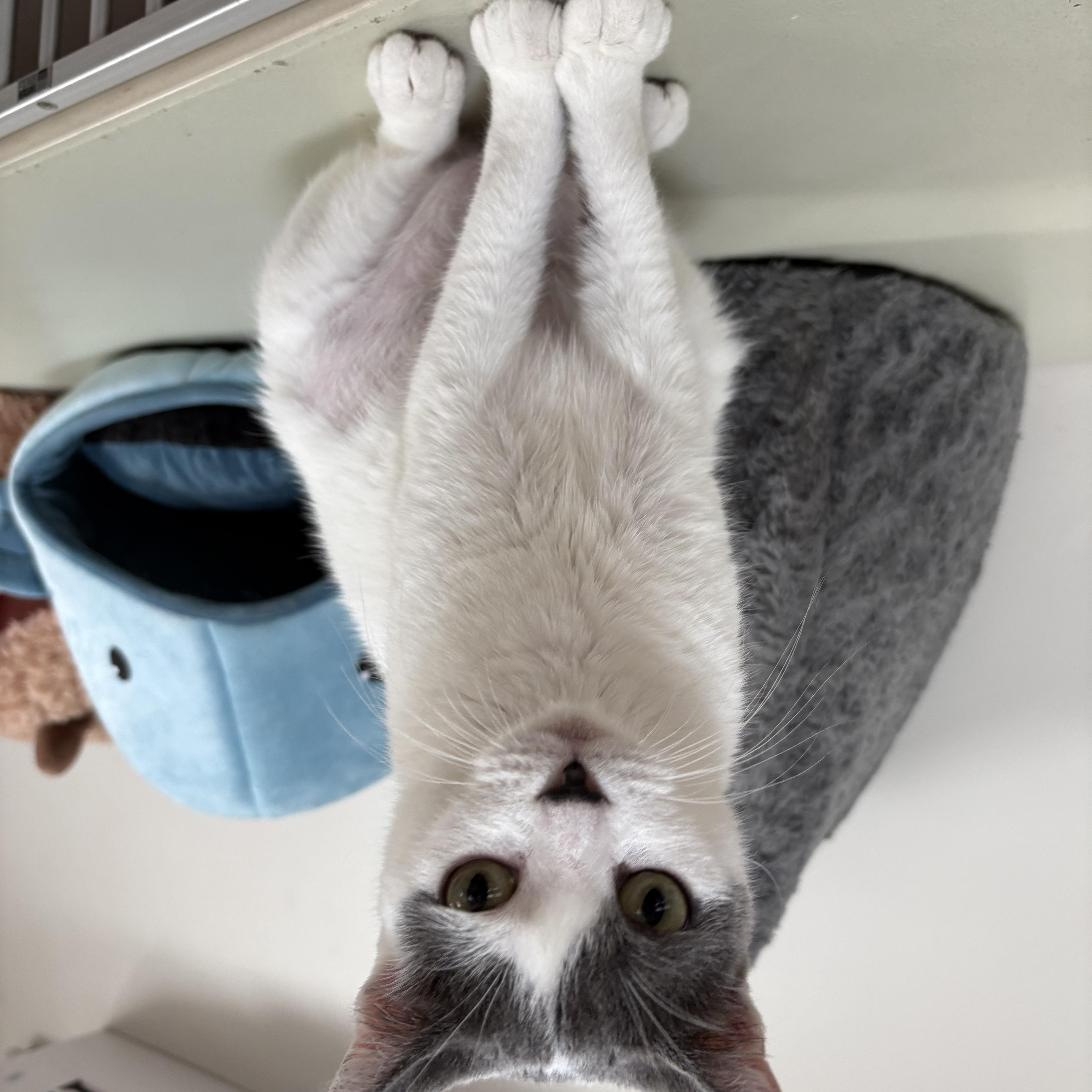 Enlarge PEBBLES - ADOPTION PENDING, a Adoptable Domestic Short Hair in Hamilton, NJ image 4/4