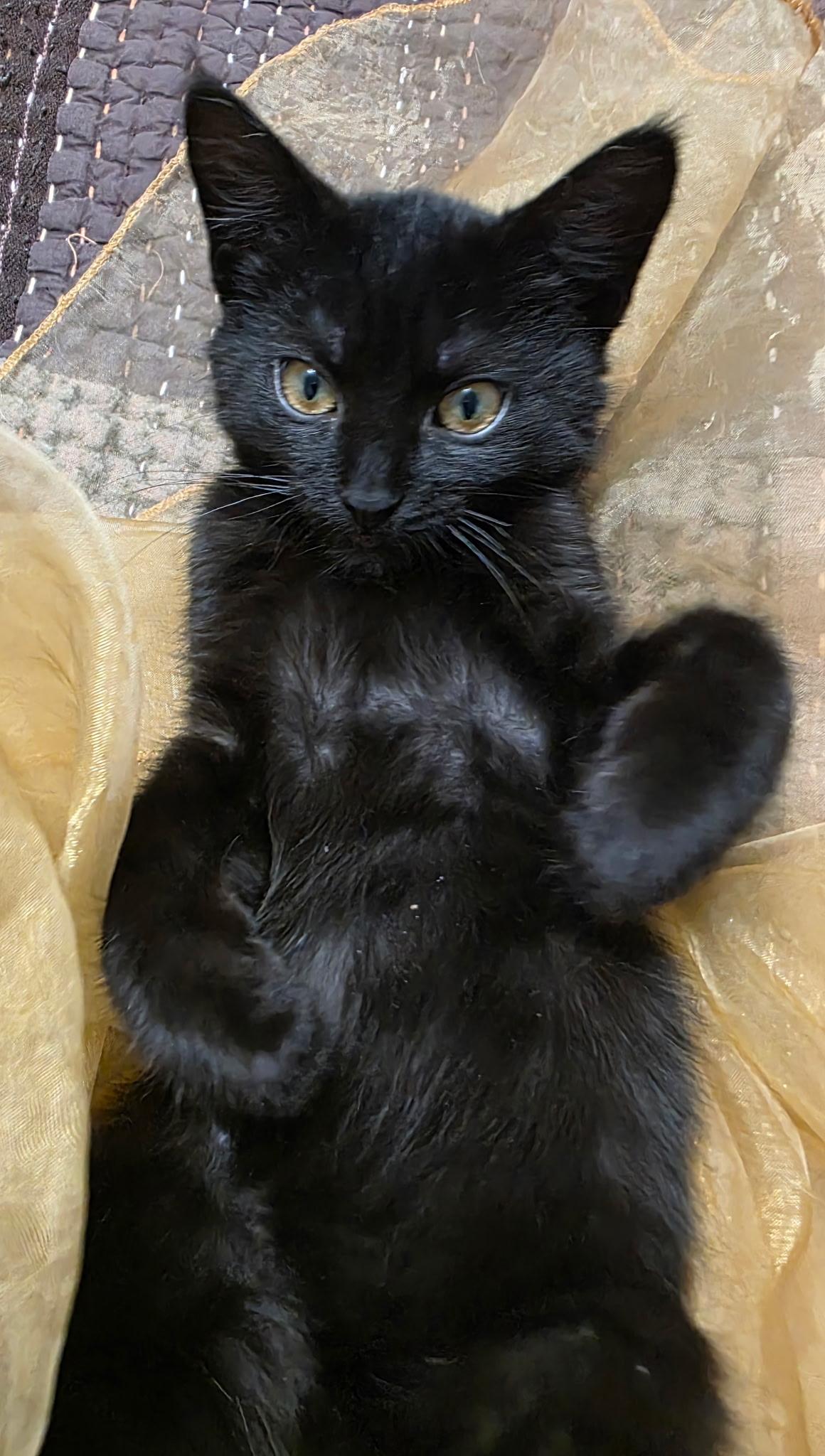 Enlarge Willow, an adopted Domestic Short Hair in Allentown, PA image 2/5