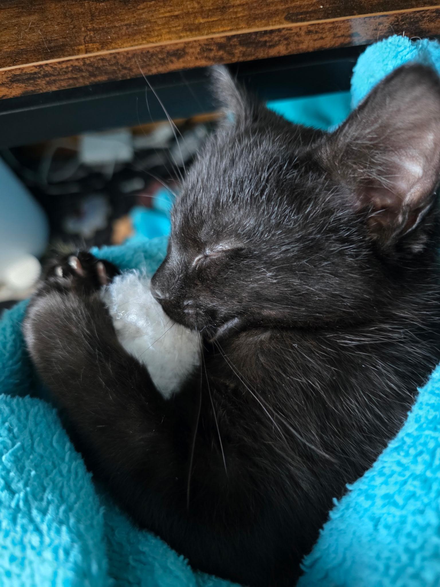 Enlarge Willow, an adopted Domestic Short Hair in Allentown, PA image 3/5