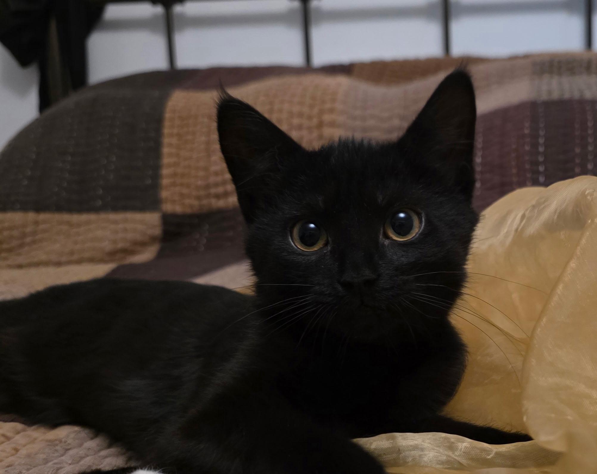 Enlarge Willow, an adopted Domestic Short Hair in Allentown, PA image 5/5