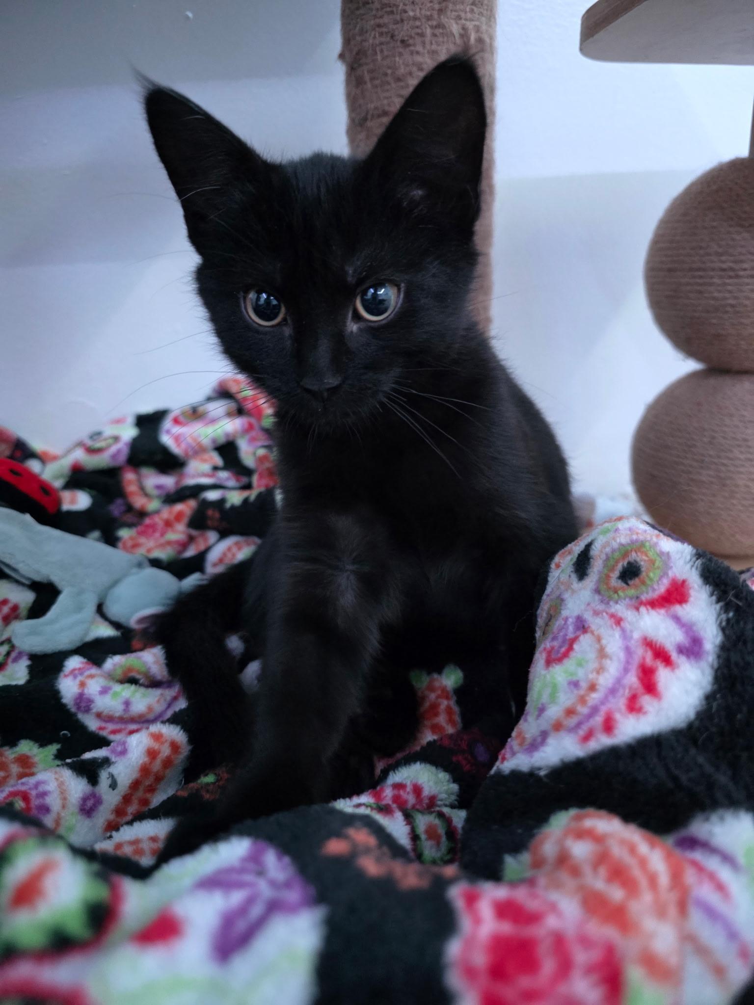 Enlarge Willow, an adopted Domestic Short Hair in Allentown, PA image 1/5