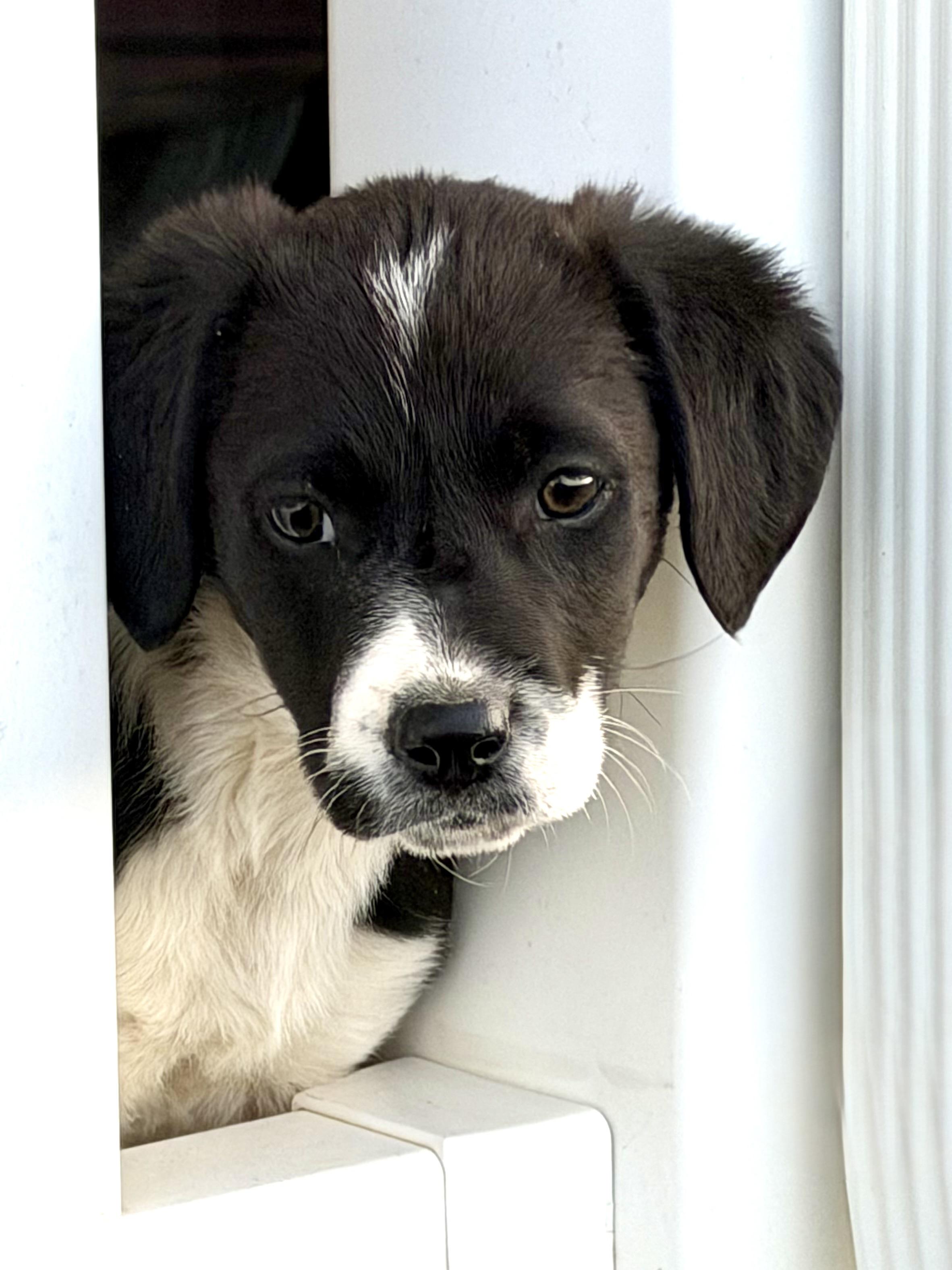 Enlarge Puppy - Tulip, a Adoptable mixed breed in Grottoes, VA image 1/6