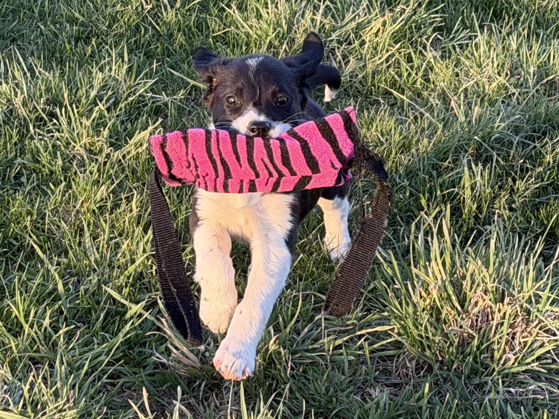 Enlarge Puppy - Tulip, a Adoptable mixed breed in Grottoes, VA image 2/6