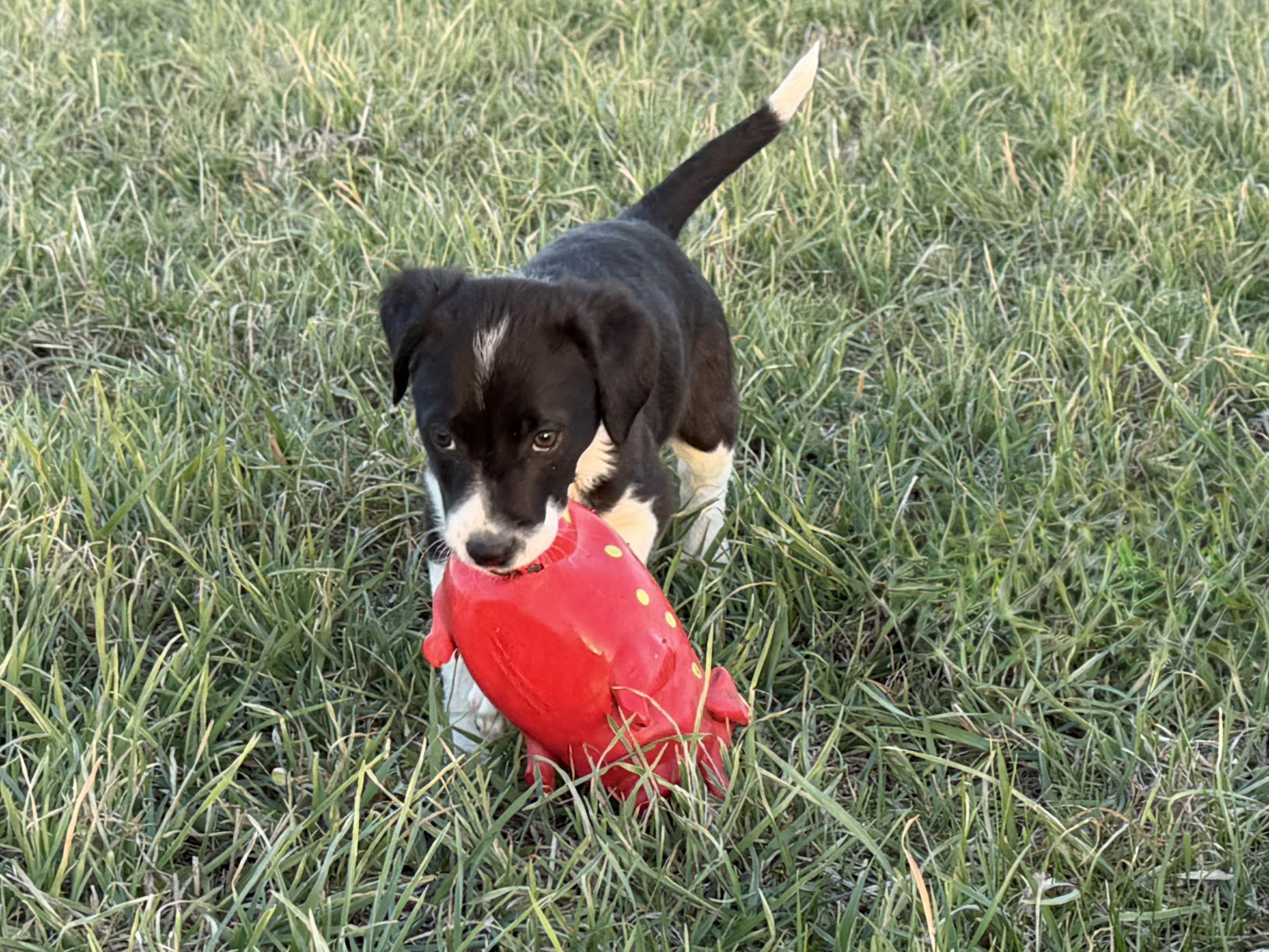 Enlarge Puppy - Tulip, a Adoptable mixed breed in Grottoes, VA image 4/6