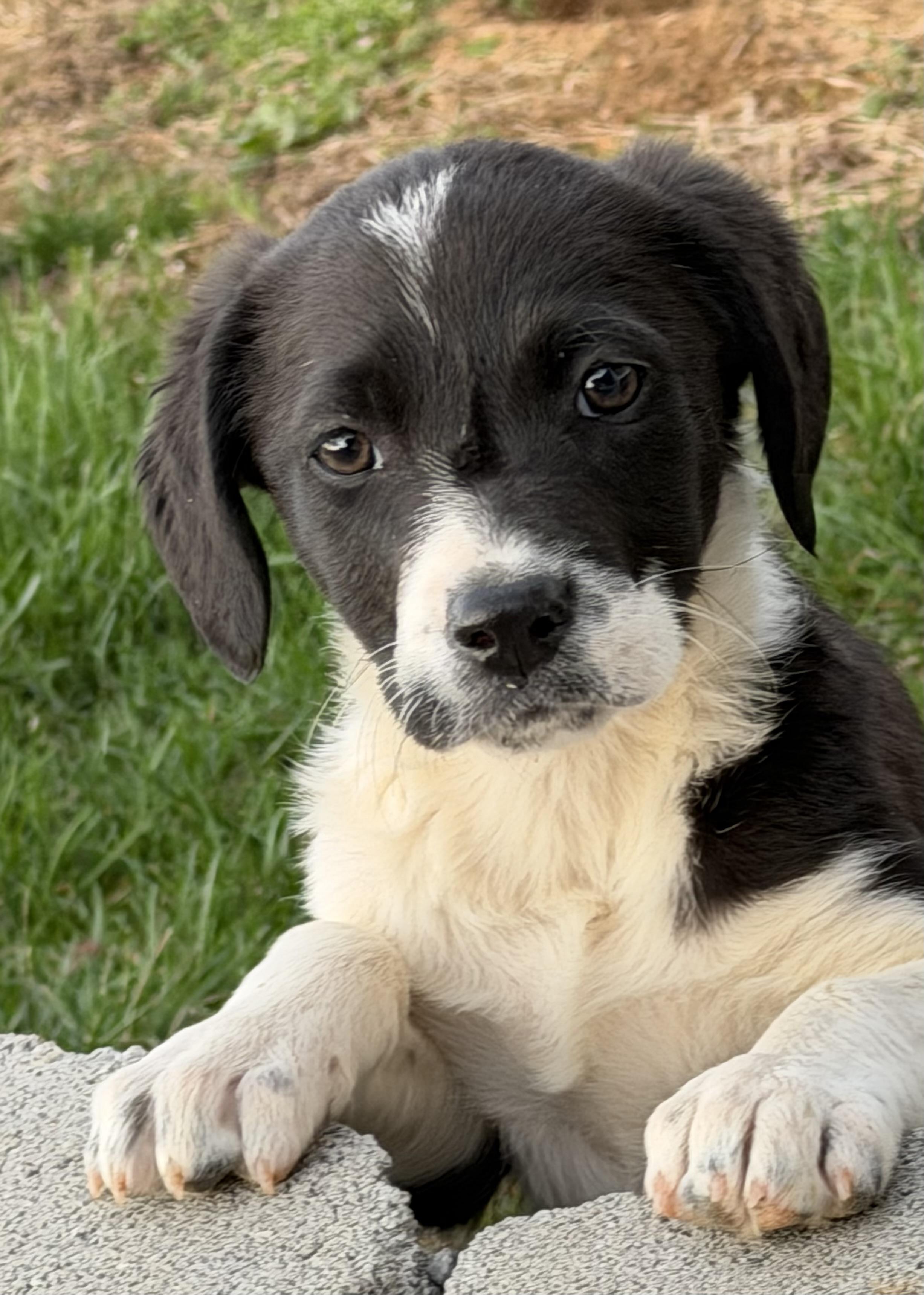 Enlarge Puppy - Tulip, a Adoptable mixed breed in Grottoes, VA image 3/6