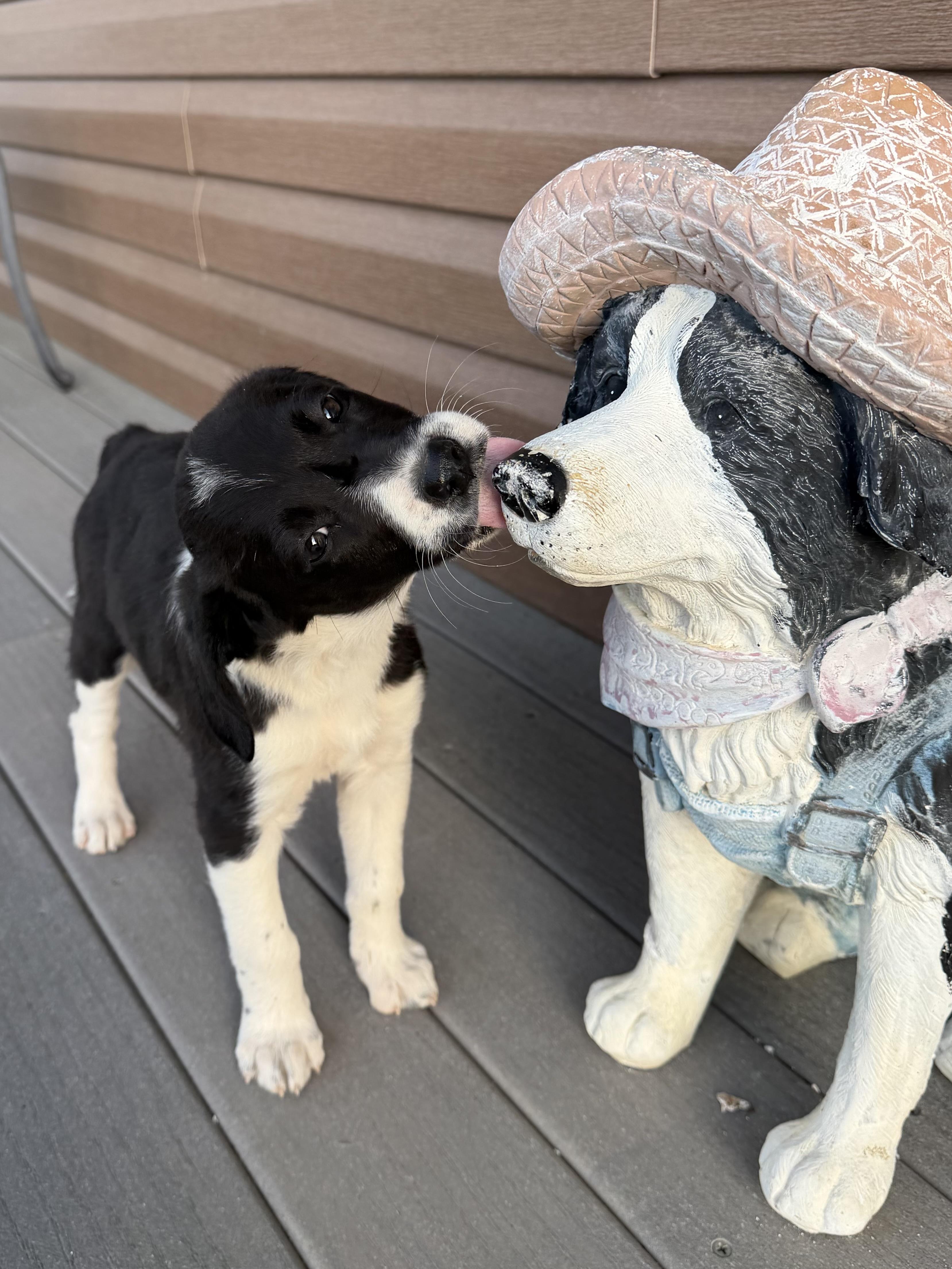 Enlarge Puppy - Tulip, a Adoptable mixed breed in Grottoes, VA image 5/6