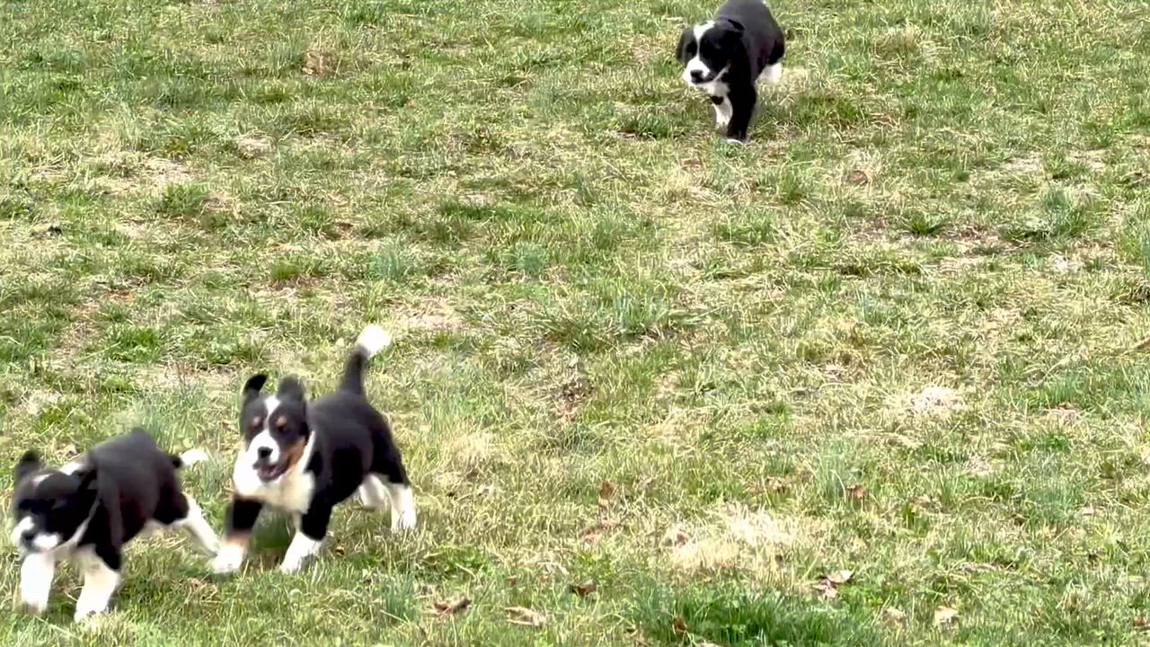 Enlarge Puppy - Tulip, a Adoptable mixed breed in Grottoes, VA video 6/6