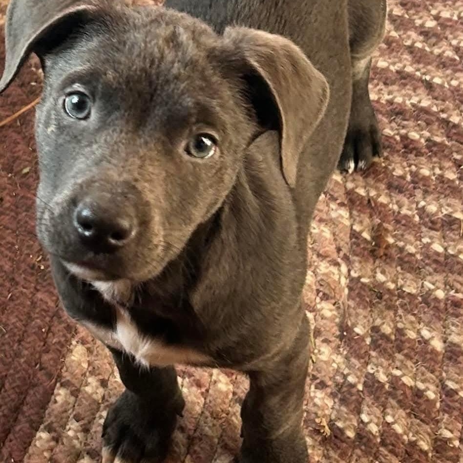 Tulip, adopted, Puppy Female Terrier.