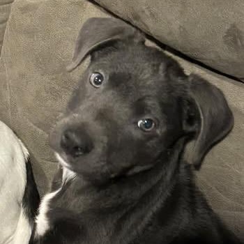 Enlarge Tulip, an adopted mixed breed in Mount Bethel, PA image 3/5