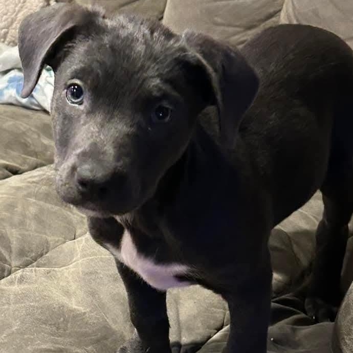 Enlarge Tulip, an adopted mixed breed in Mount Bethel, PA image 2/5