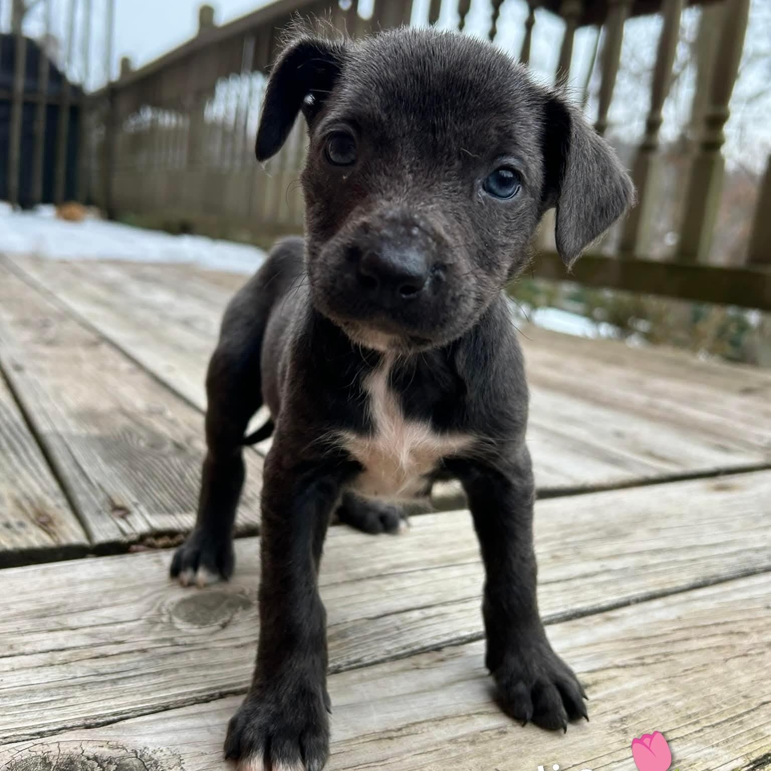 Enlarge Tulip, an adopted mixed breed in Mount Bethel, PA image 4/5