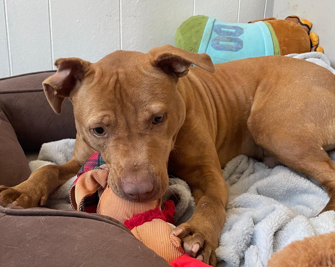 Henry, a Adoptable mixed breed image 2/5