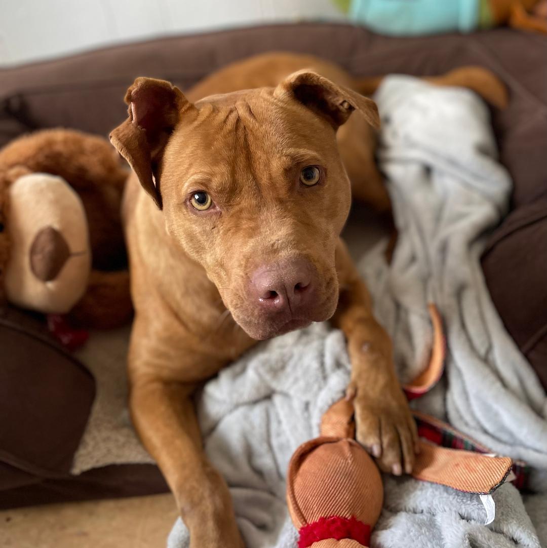Henry, Adoptable, Adult Male Pit Bull Terrier.