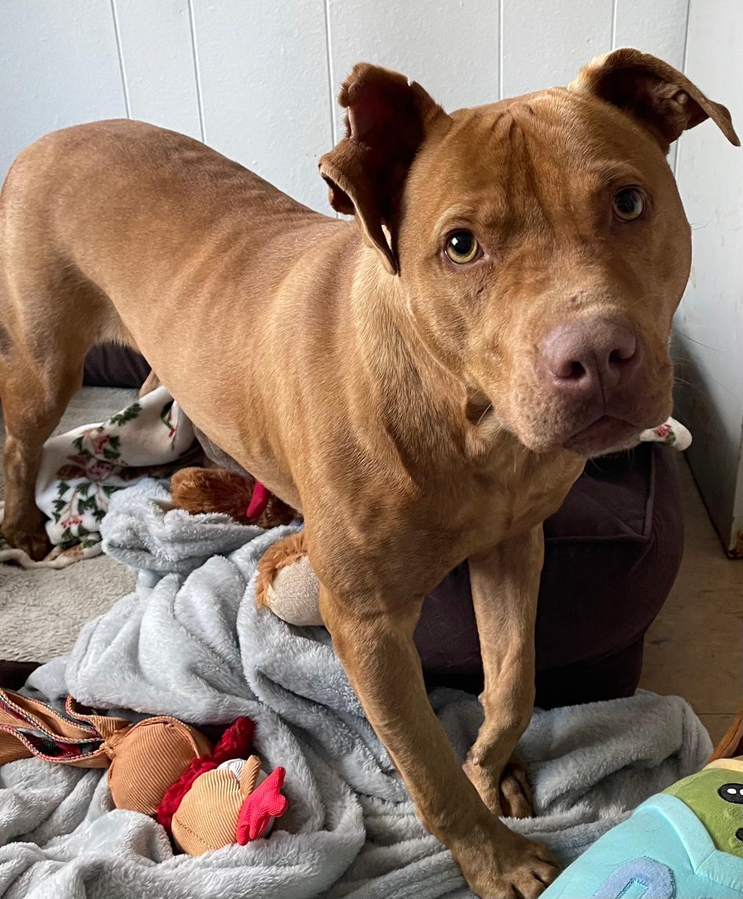 Henry, a Adoptable mixed breed image 4/5