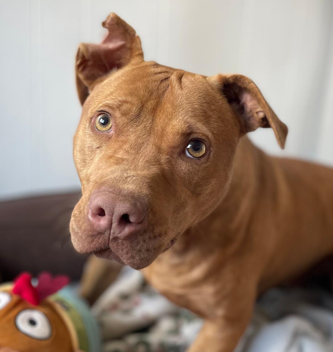 Henry, a Adoptable mixed breed image 5/5