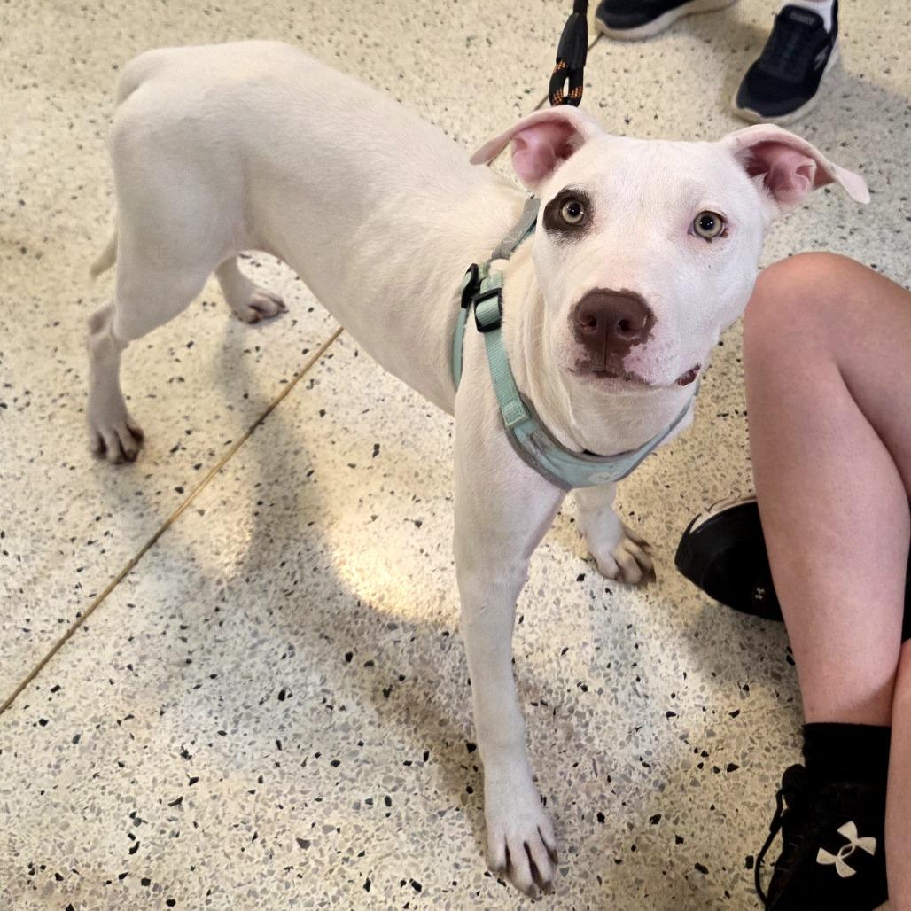 Chanel, a Adoptable Pit Bull Terrier in Lima, OH image 1/2