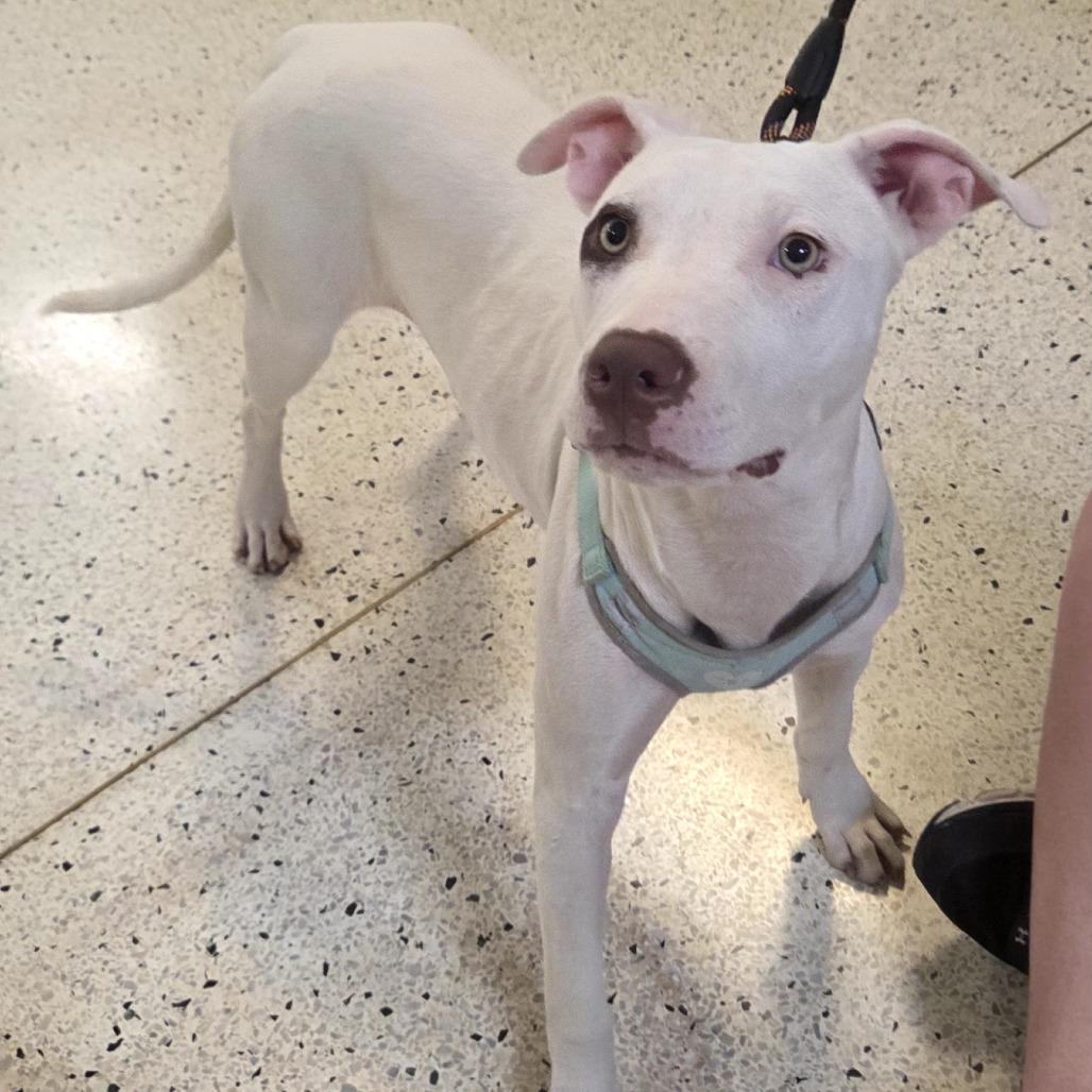 Chanel, a Adoptable Pit Bull Terrier in Lima, OH image 2/2