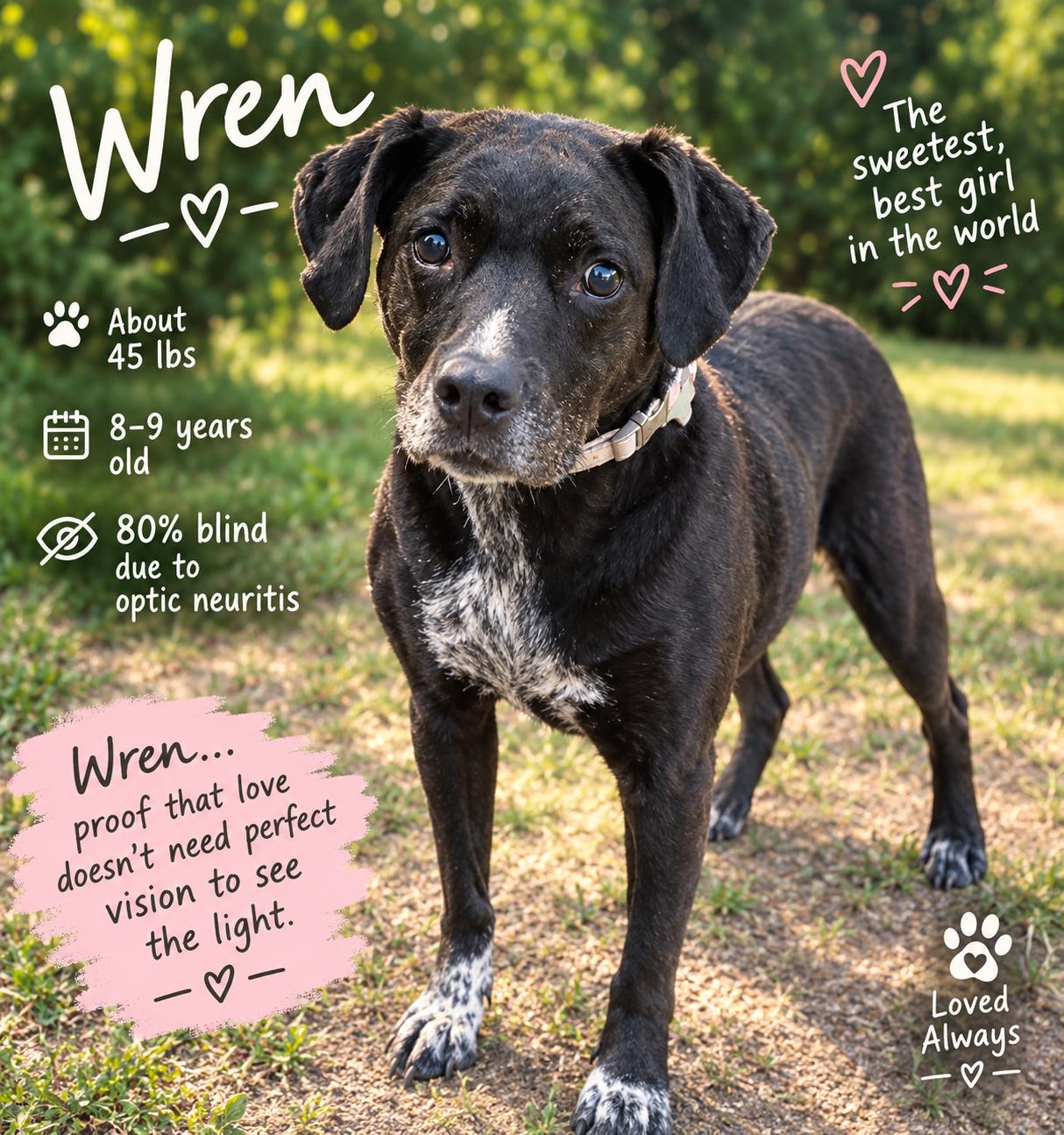 Wren *Foster Home Needed!*, Adoptable, Adult Female Beagle & Pit Bull Terrier.