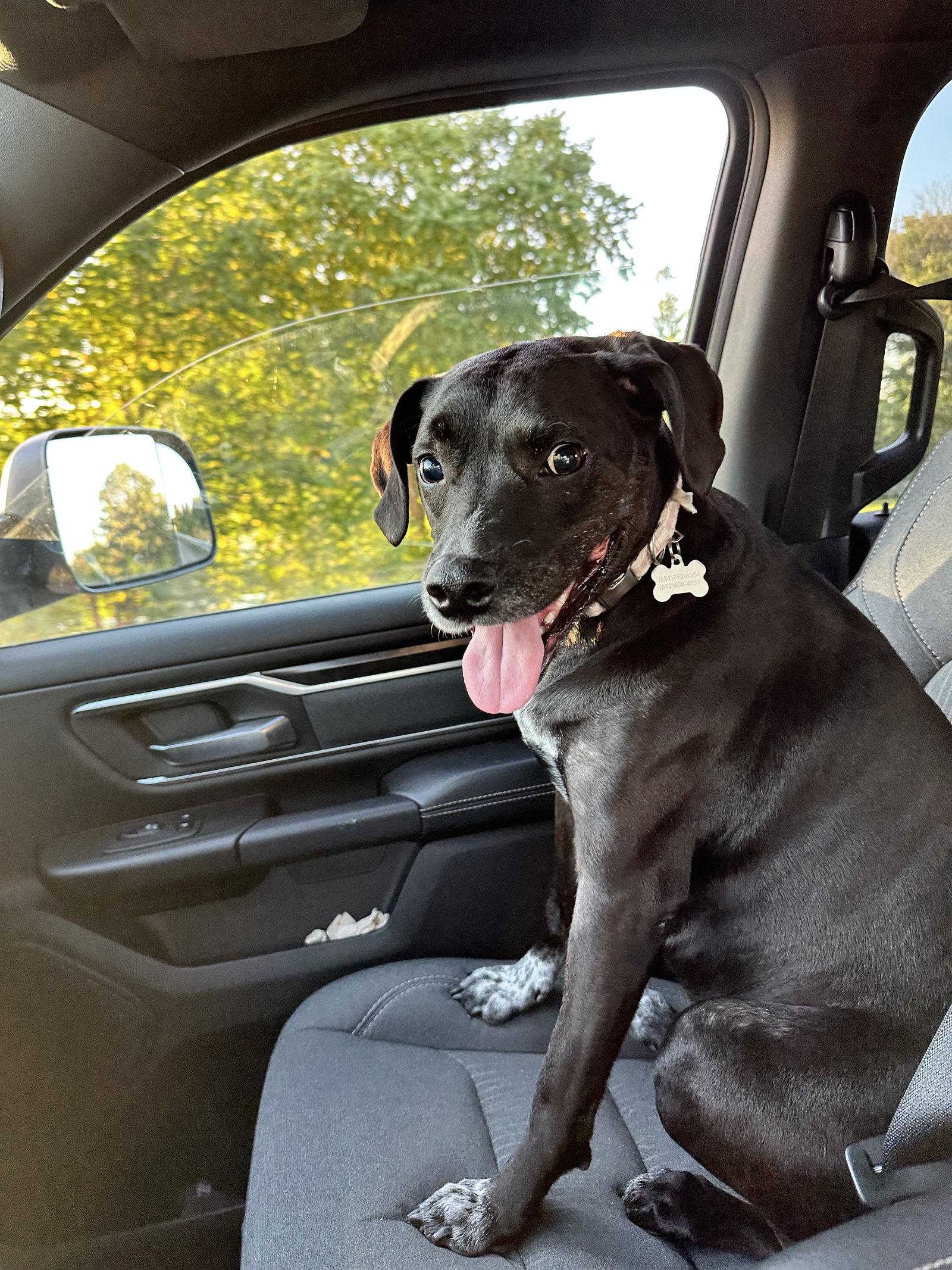 Wren *Foster Home Needed!*, a Adoptable mixed breed in Crystal, MN image 1/3