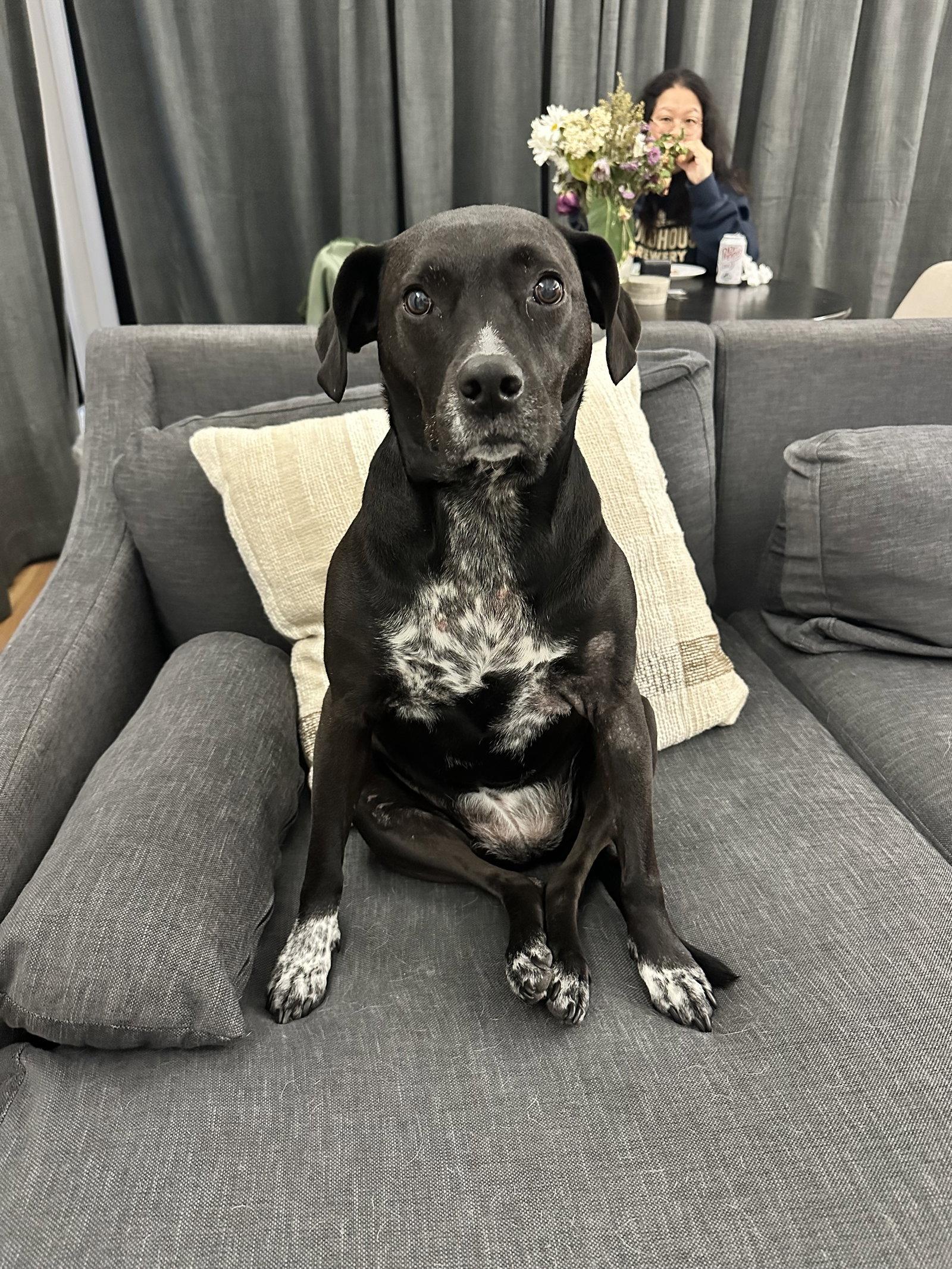 Wren *Foster Home Needed!*, a Adoptable mixed breed in Crystal, MN image 2/3
