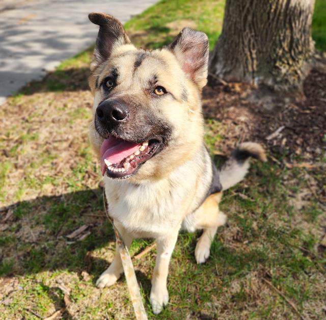 KONA, Adoptable, Adult Male German Shepherd Dog & Pit Bull Terrier.