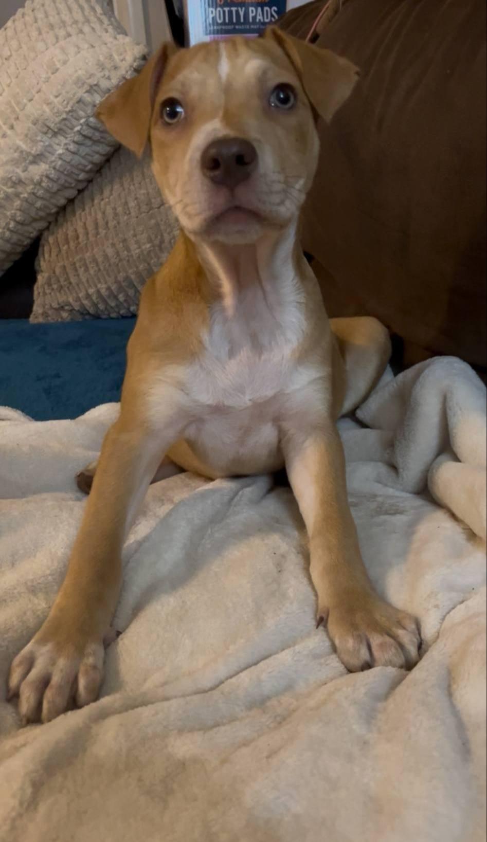 Gator, a Adoptable mixed breed in Colleyville, TX image 1/3