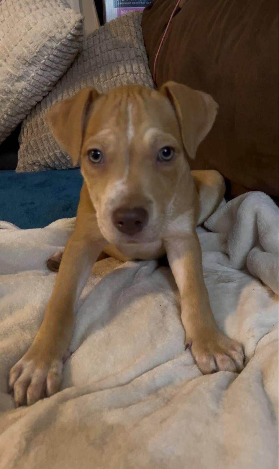 Gator, a Adoptable mixed breed in Colleyville, TX image 2/3