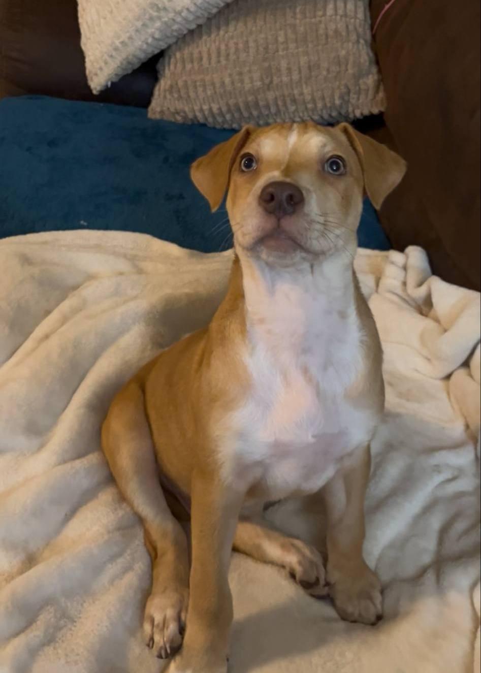 Gator, a Adoptable mixed breed in Colleyville, TX image 3/3