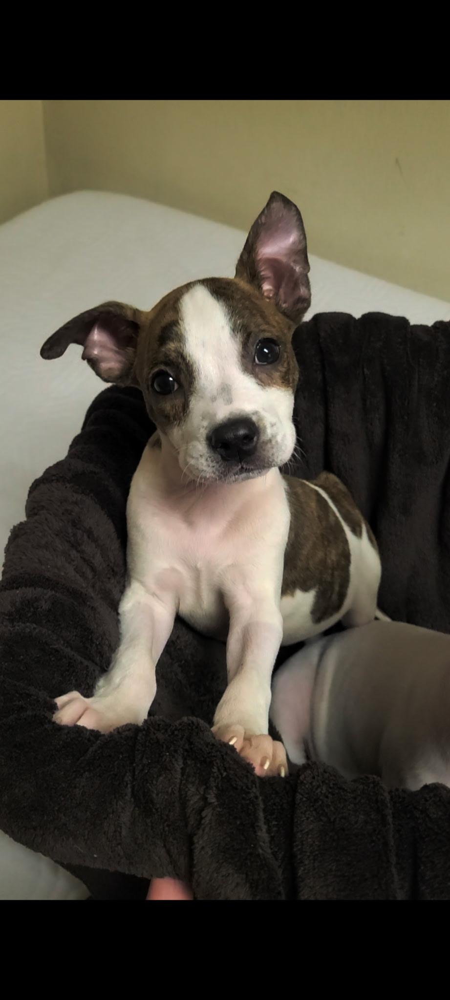Winnie, ADOPTABLE, Puppy Female American Staffordshire Terrier.