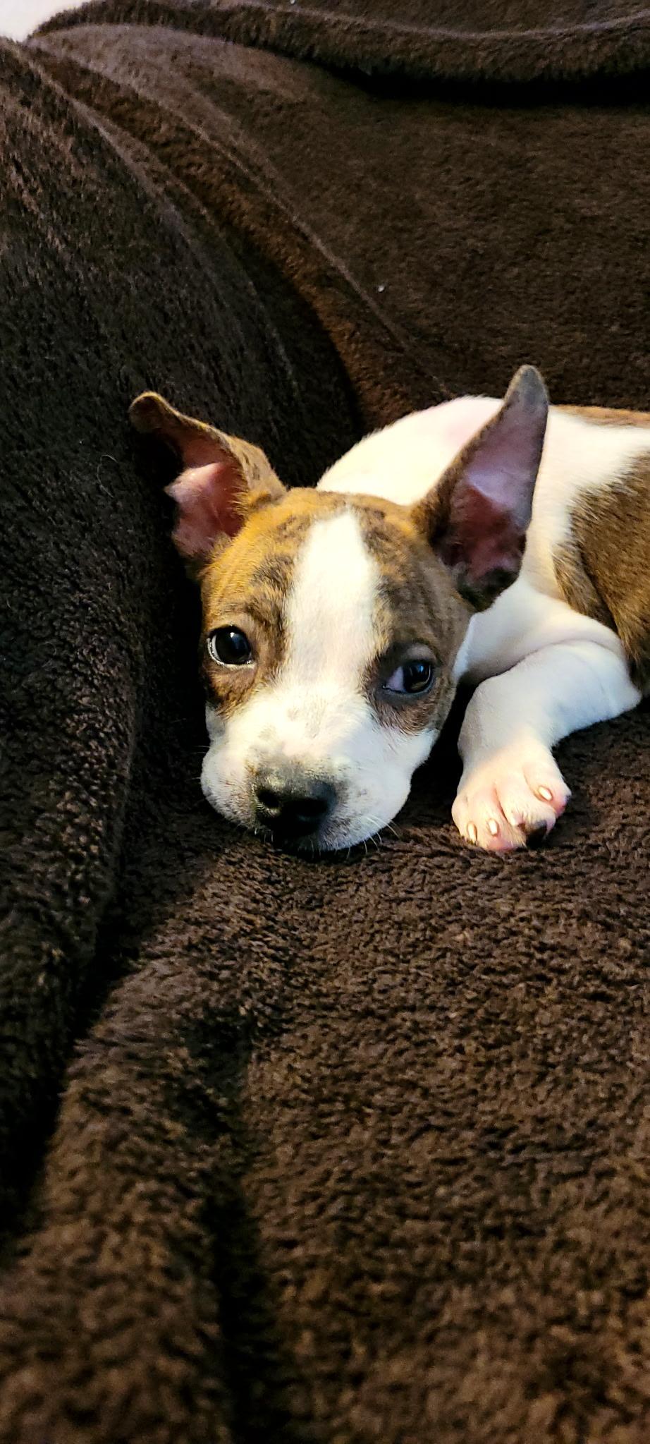 Winnie, a ADOPTABLE mixed breed in Metairie, LA image 6/6