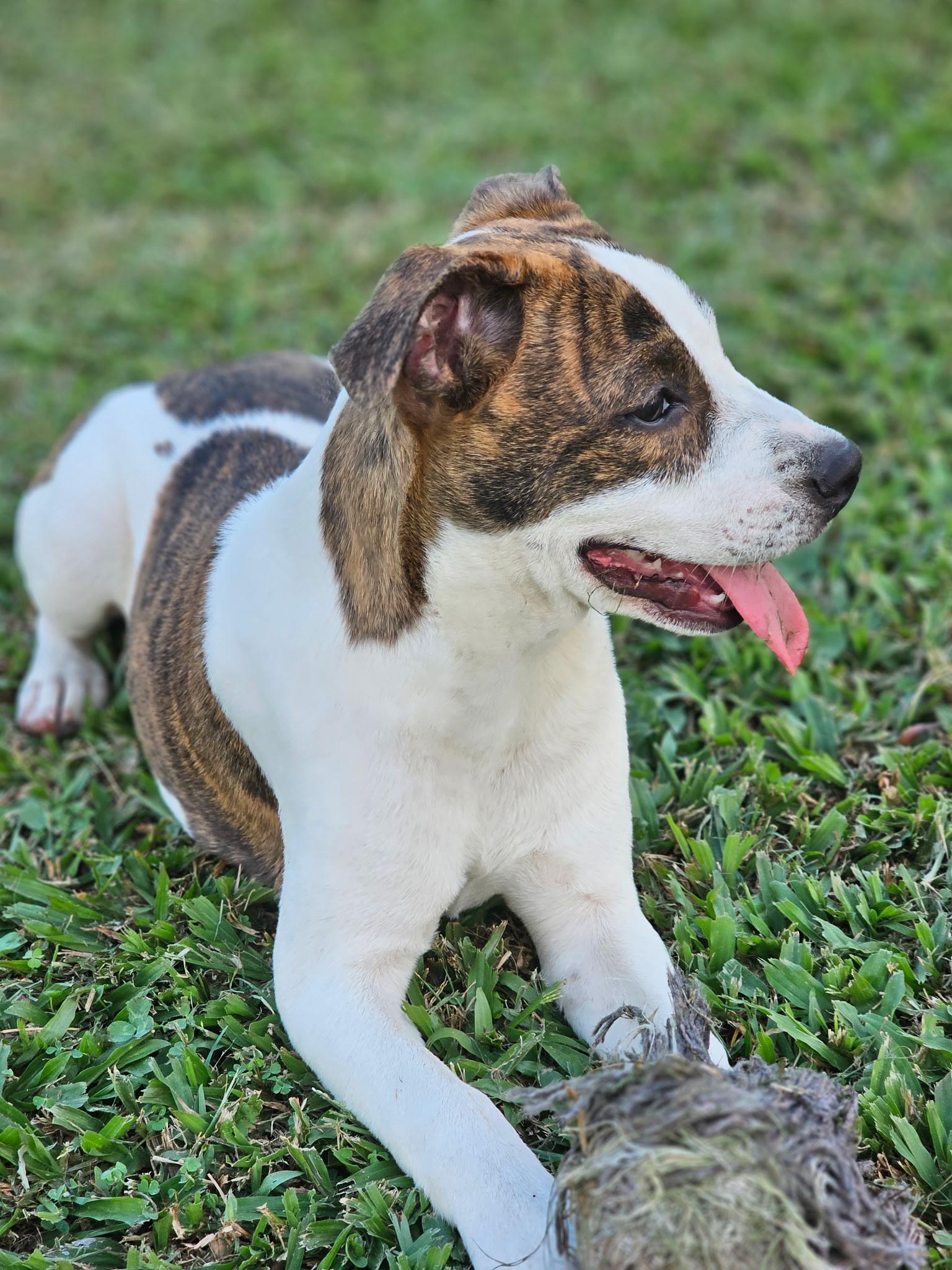 Enlarge Winnie, a Adoptable mixed breed in Metairie, LA image 4/6
