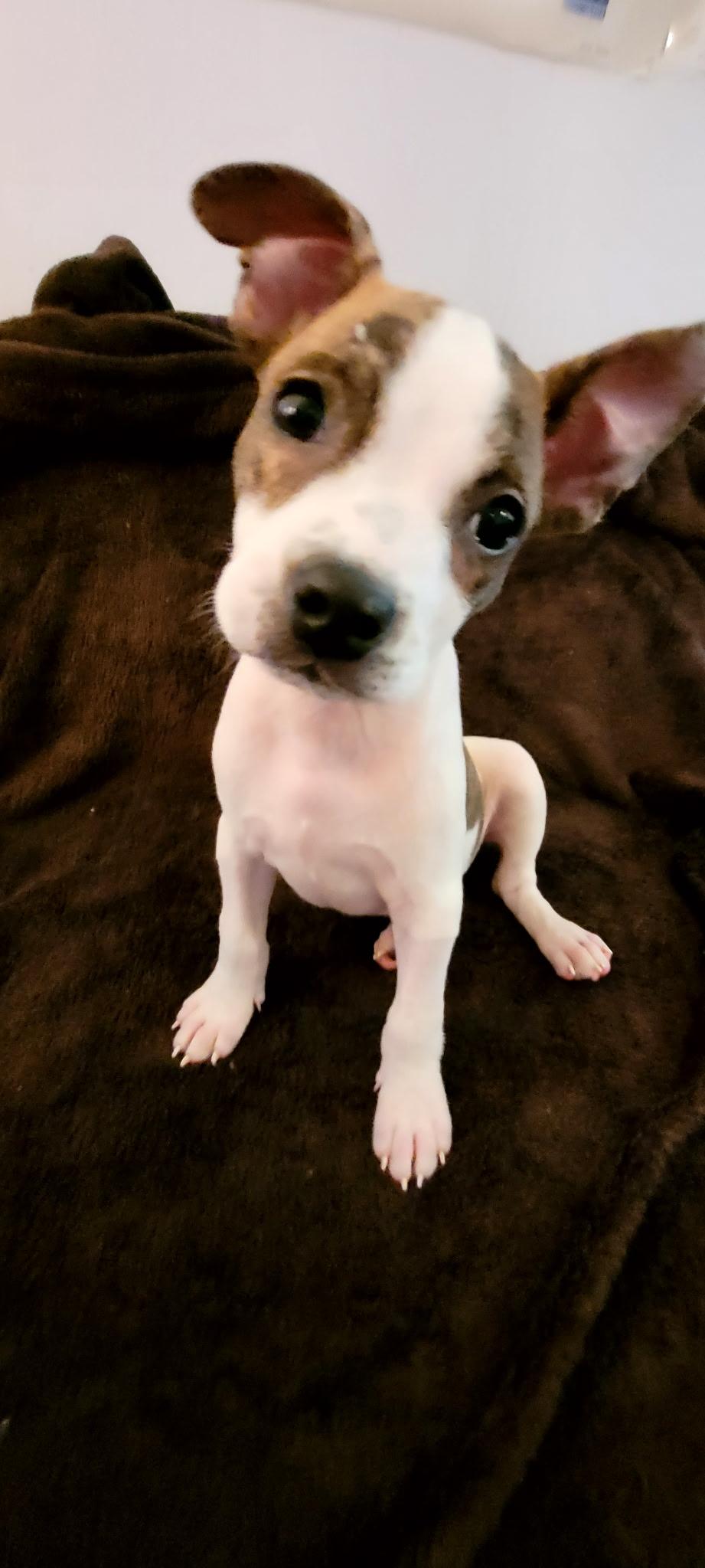 Winnie, a ADOPTABLE mixed breed in Metairie, LA image 5/6