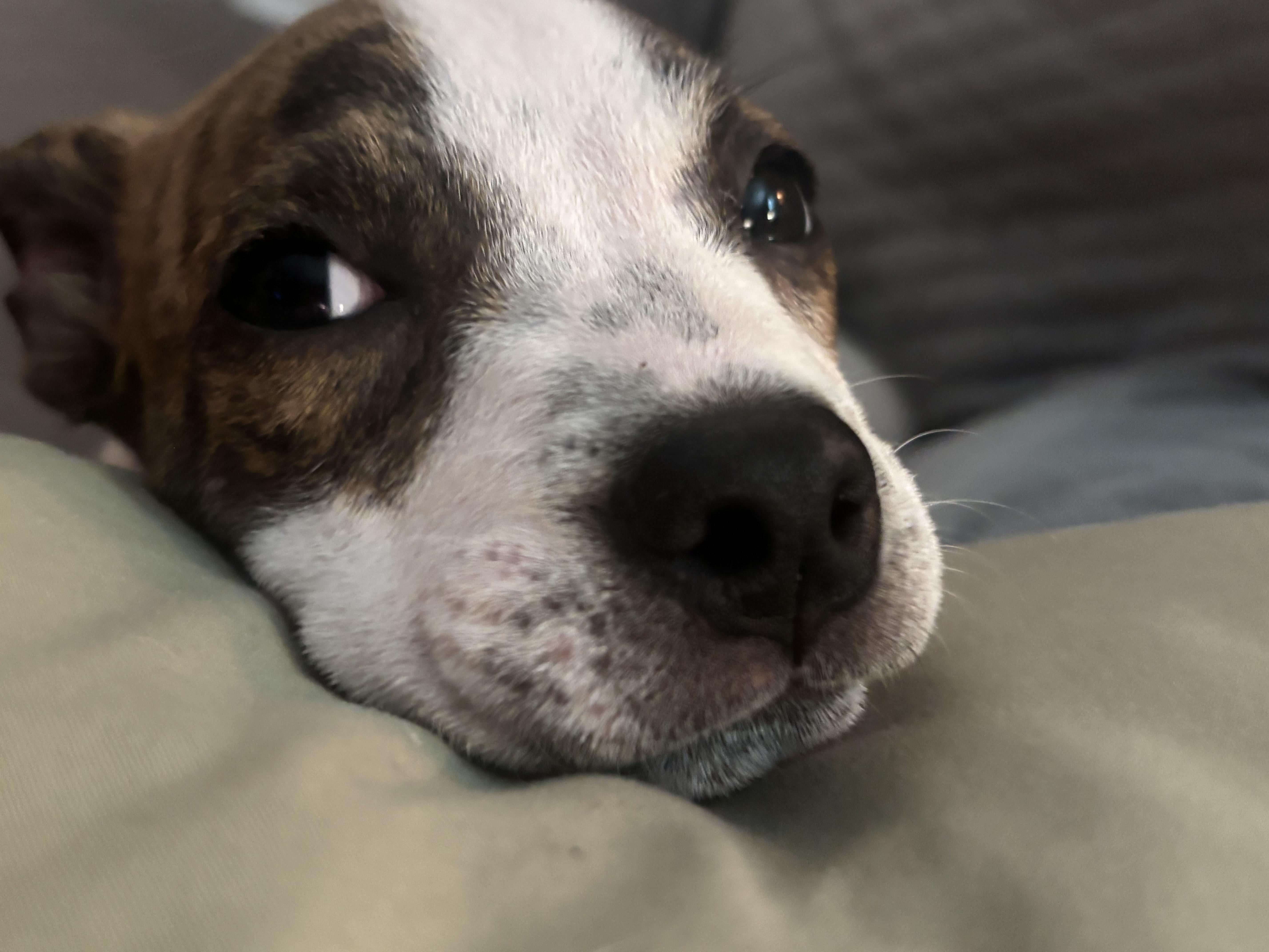 Enlarge Winnie, a Adoptable mixed breed in Metairie, LA image 6/6