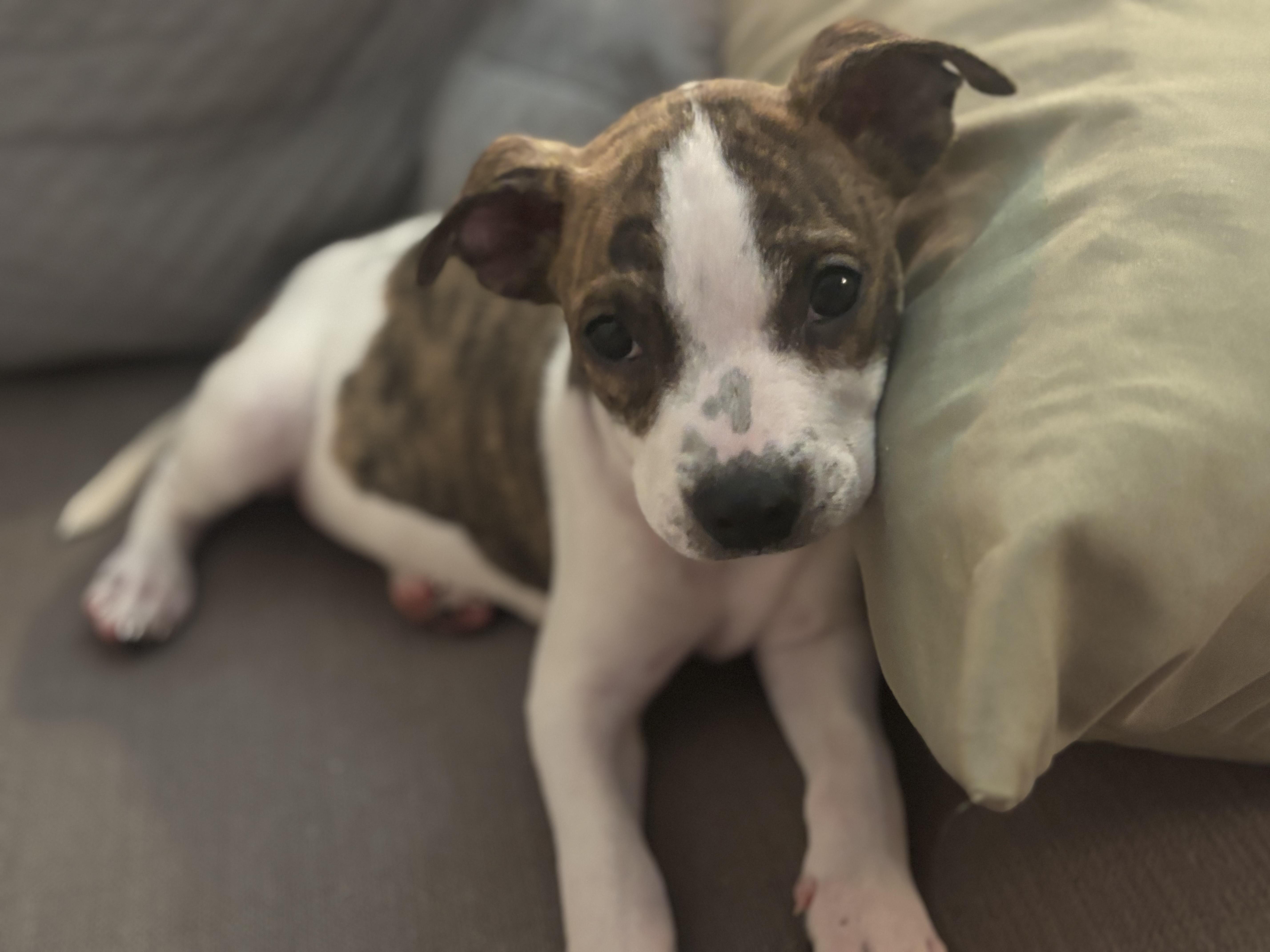 Enlarge Winnie, a Adoptable mixed breed in Metairie, LA image 1/6