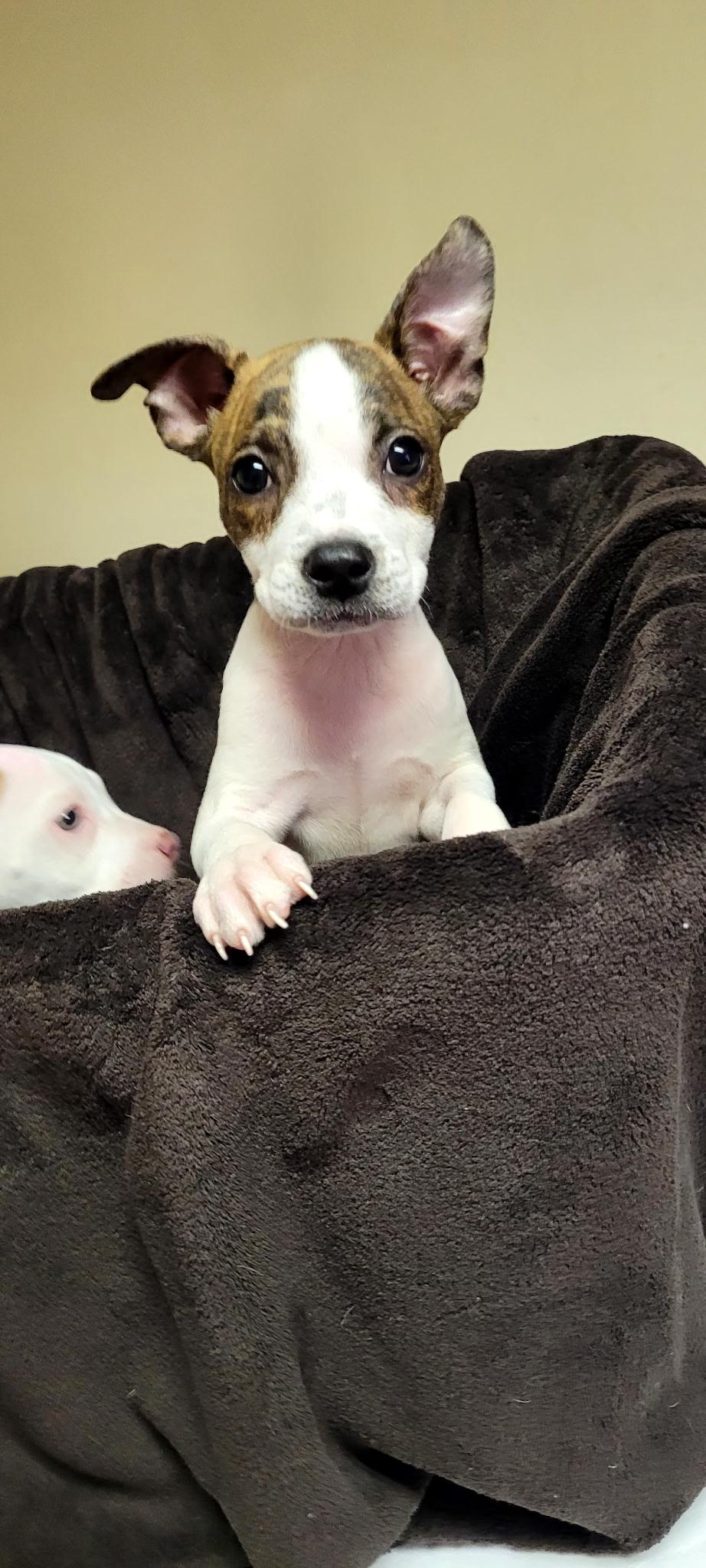 Winnie, a ADOPTABLE mixed breed in Metairie, LA image 3/6