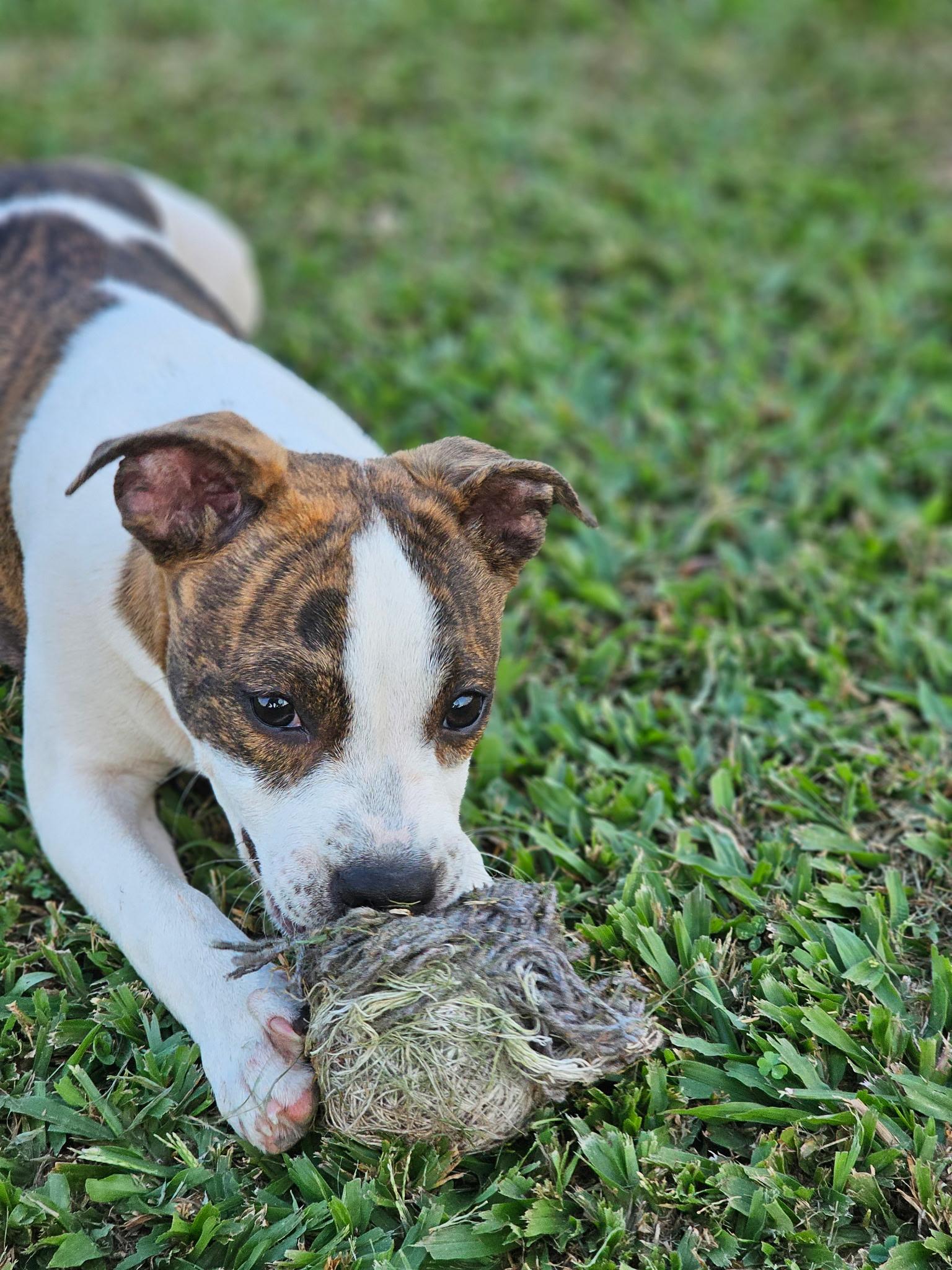 Enlarge Winnie, a Adoptable mixed breed in Metairie, LA image 3/6
