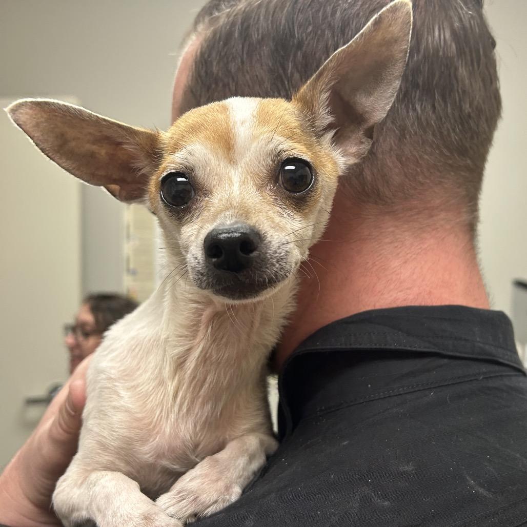 Enlarge Gwen, an adopted Chihuahua in Batavia, OH image 1/1