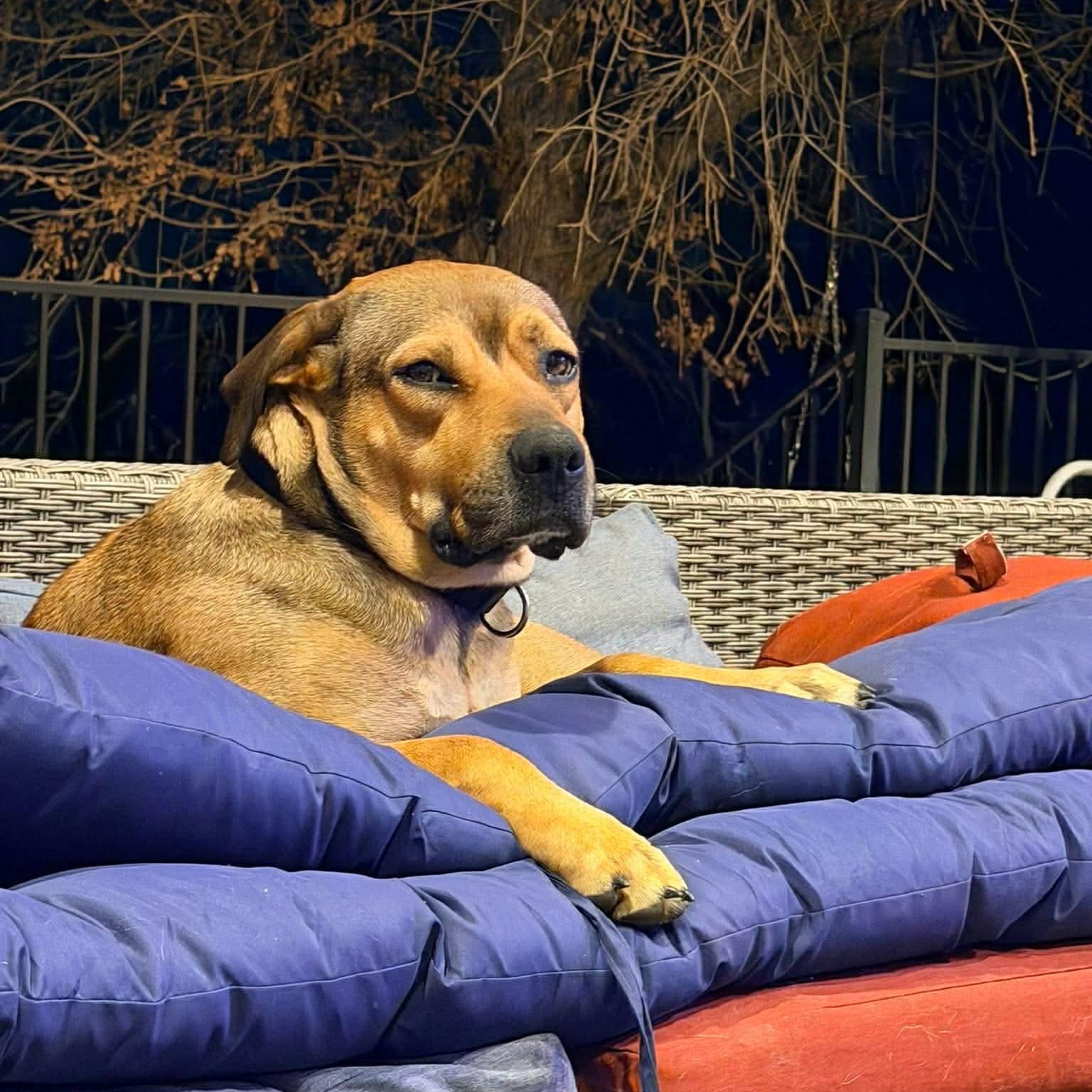 Lily — thumbnail 3