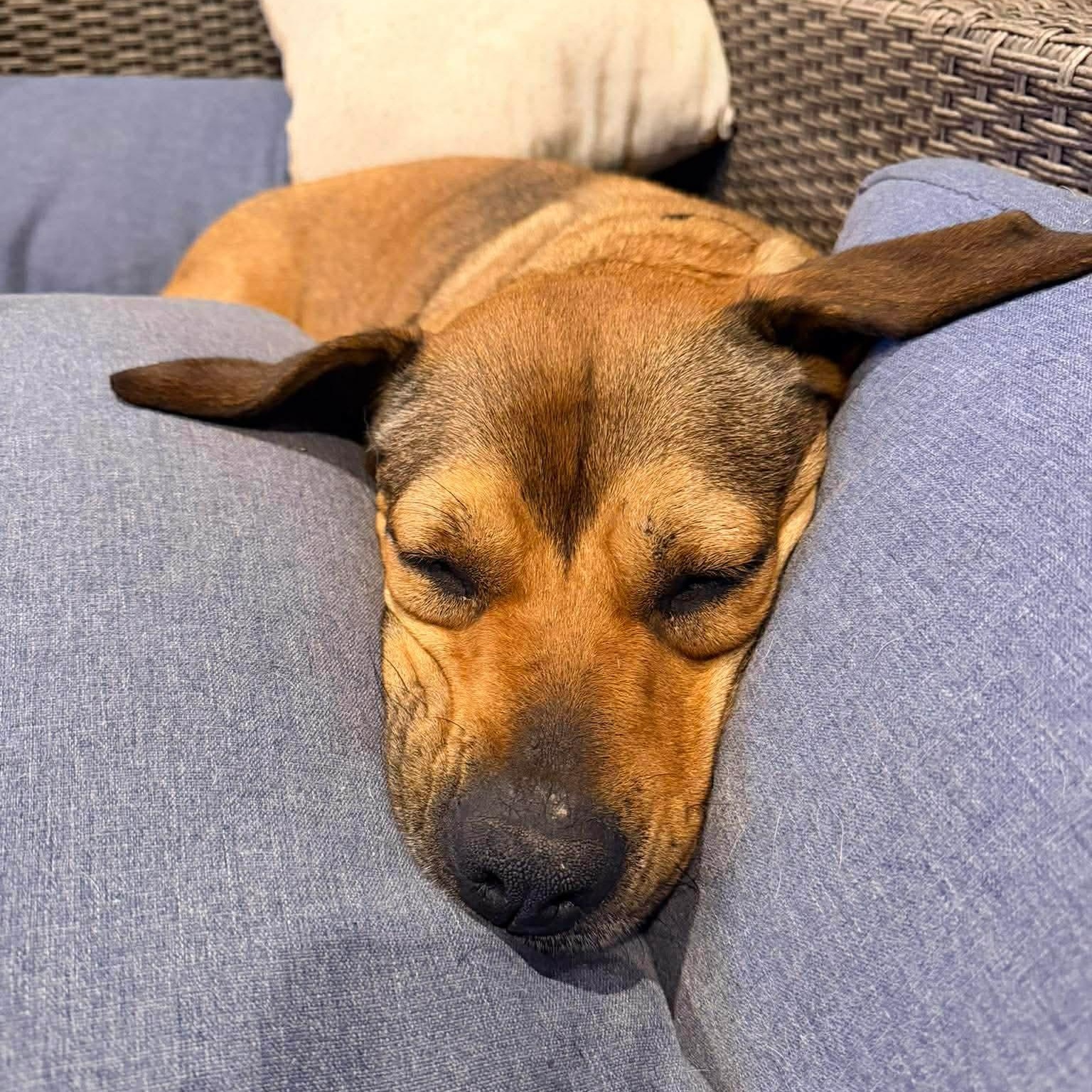 Lily — thumbnail 4