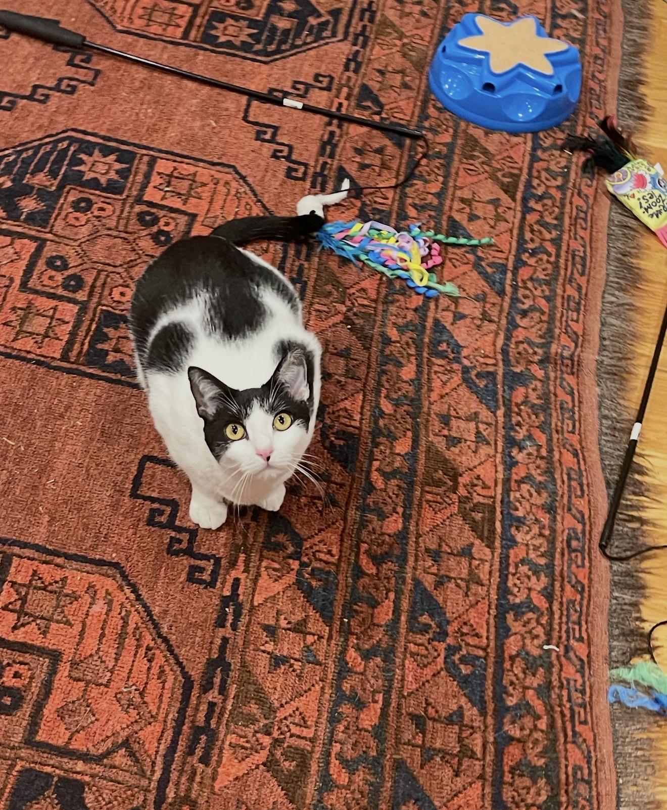 Azura, a Adoptable Domestic Short Hair in Nutley, NJ image 1/6