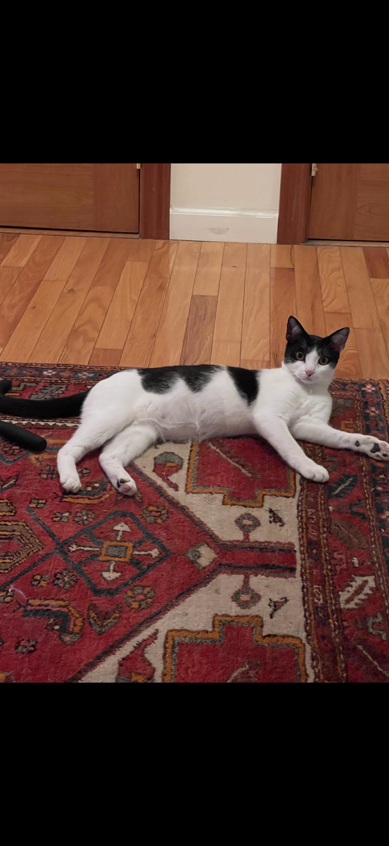 Azura, a Adoptable Domestic Short Hair in Nutley, NJ image 3/6